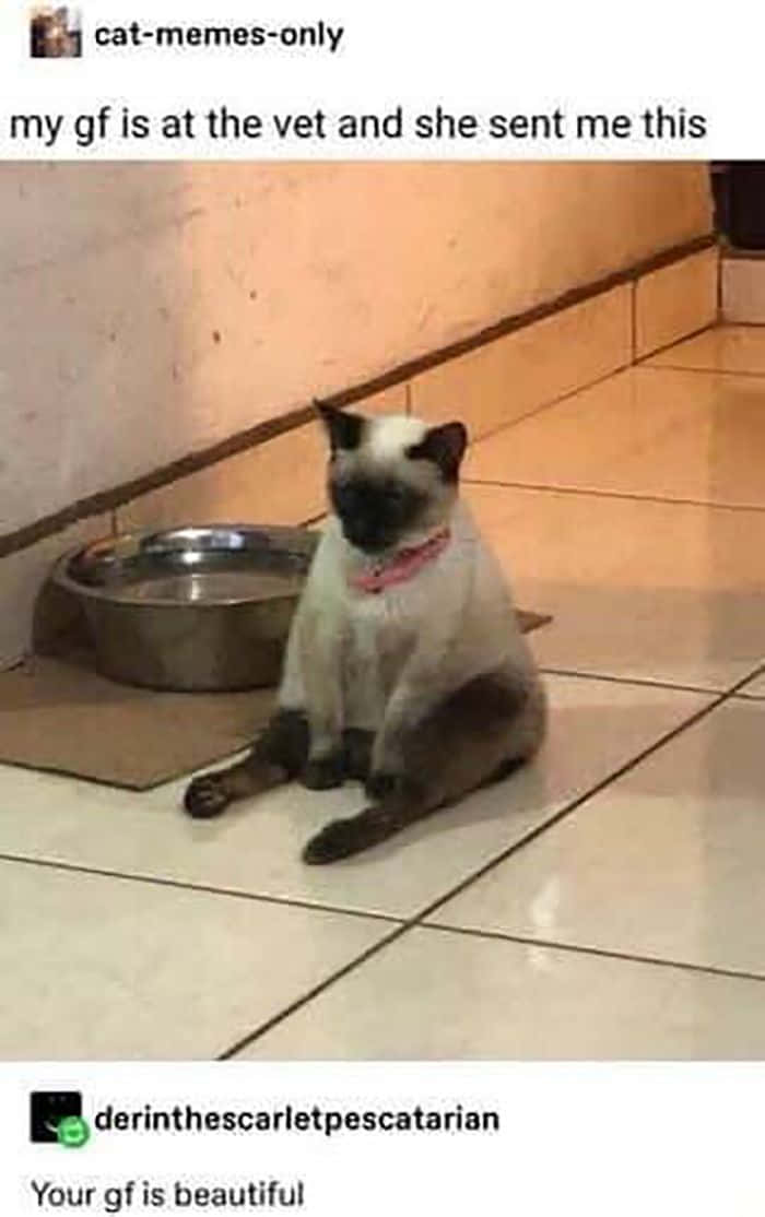 Pet Memes 桌布 壁紙 — 一隻帶有深色斑點和粉紅色項圈的暹羅貓，莊嚴地坐在瓷磚地板上，旁邊有一個金屬水碗。