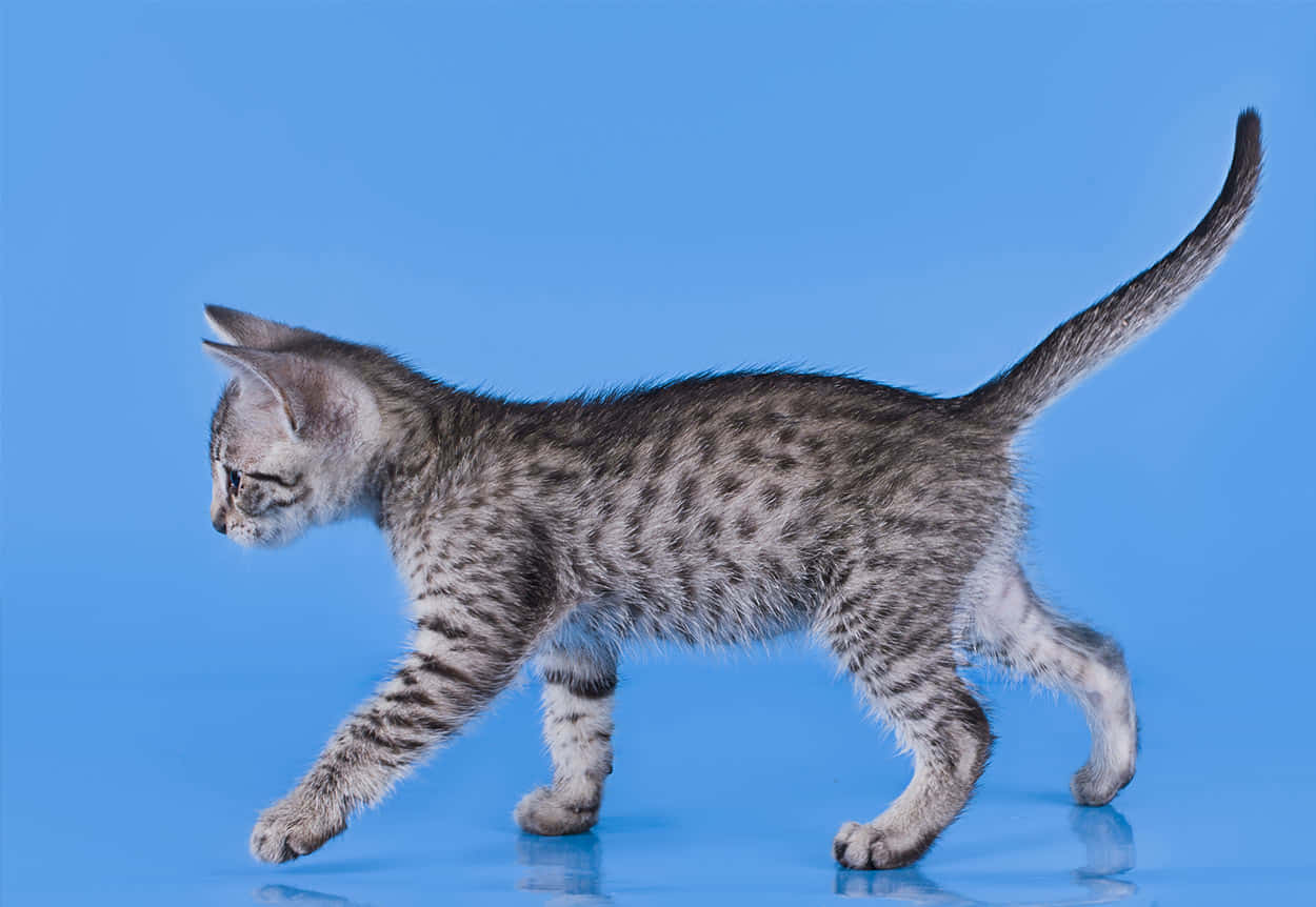 Egyptian Mau 桌布 壁紙 — 一隻帶有灰色和黑色斑點的虎斑小貓，優雅地走過充滿活力的藍色反光表面。