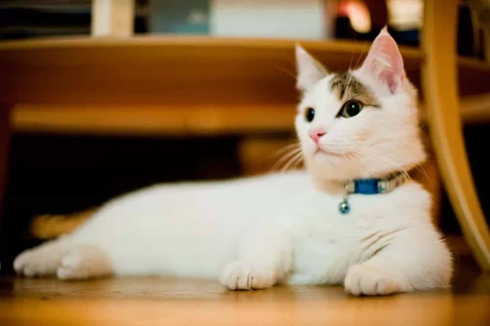 Munchkin Cat 桌布 壁紙 — 一隻帶有灰色斑紋和藍色項圈的蓬鬆白貓在室內木地板上休息，向上凝視，背景柔和模糊。