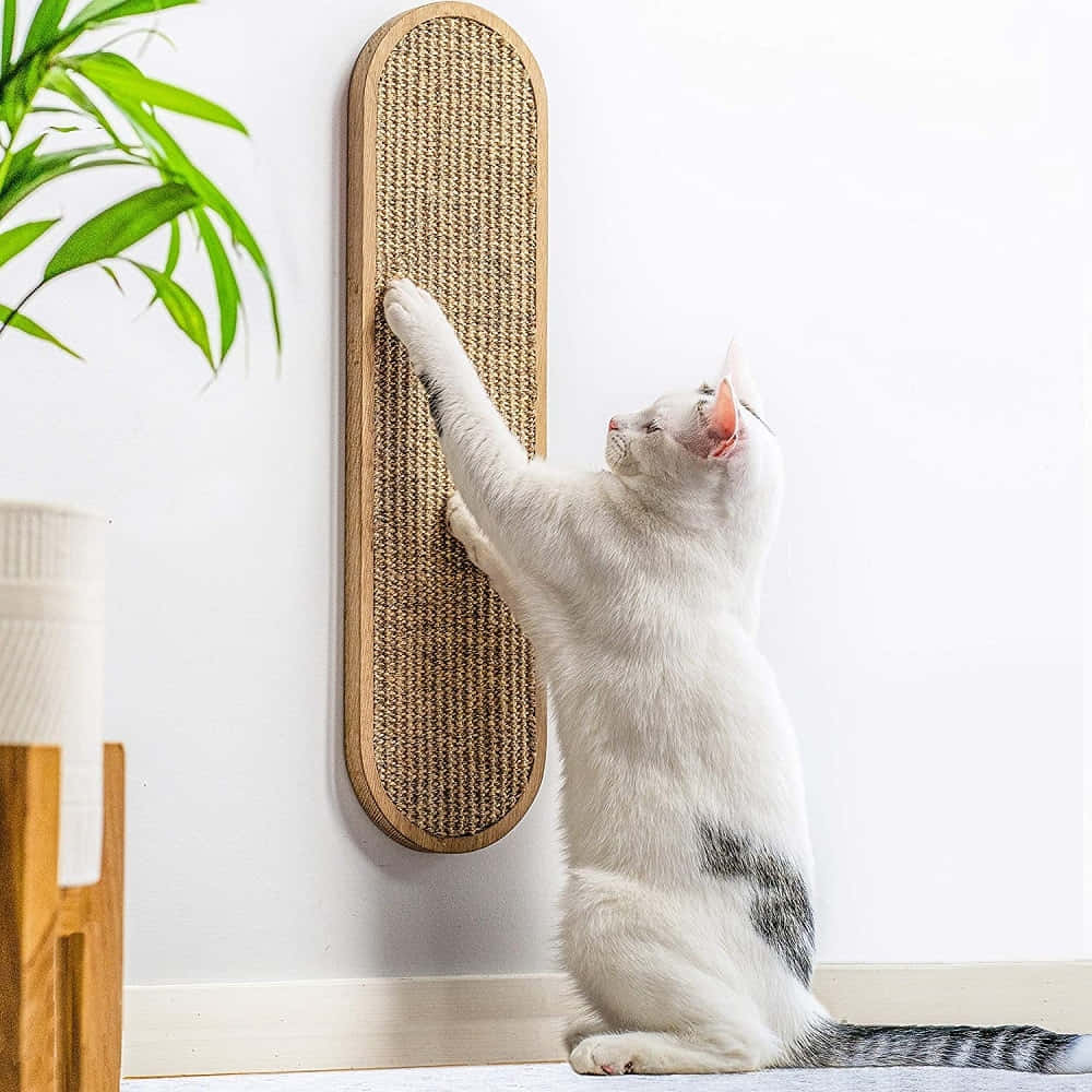 Cat Scratching Post 桌布 壁紙 — 一隻帶有灰色斑點的白貓向上伸展，抓撓綠色植物旁邊一個高大的木製壁掛式劍麻抓柱。
