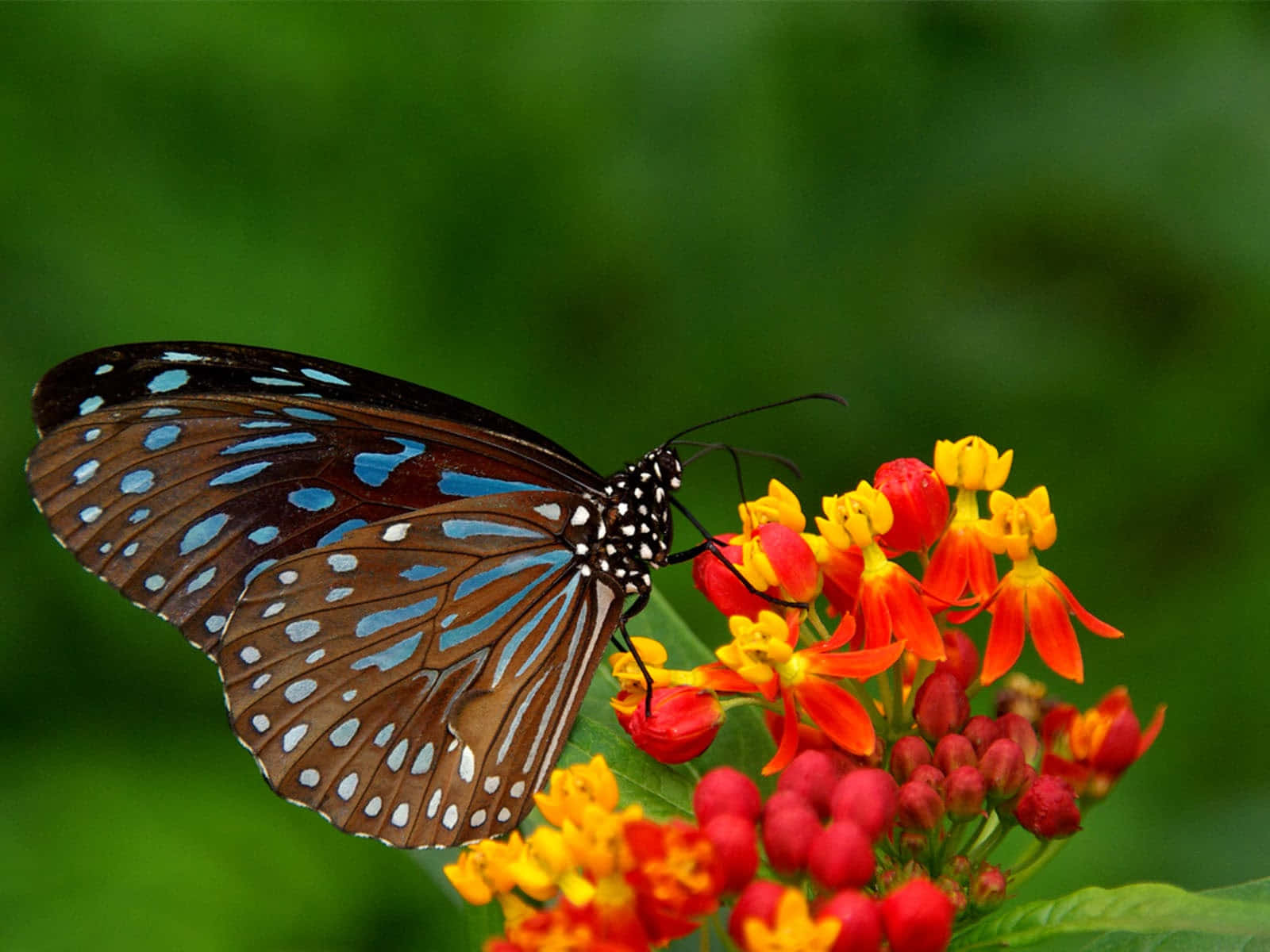 Emerging Butterfly 桌布 壁紙 — 一隻帶有白色斑點的藍色和棕色蝴蝶，在柔和的綠色背景下，優雅地停留在鮮豔的橙色和黃色花朵上。