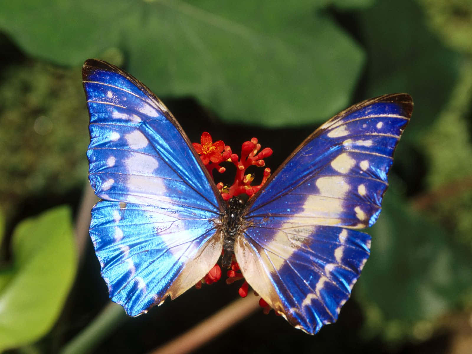 Butterfly Photos 桌布 壁紙 — 一隻帶有白色斑點的鮮豔藍色閃蝶，輕柔地棲息在一簇鮮紅色的花朵上，背景是茂密的綠色葉子。