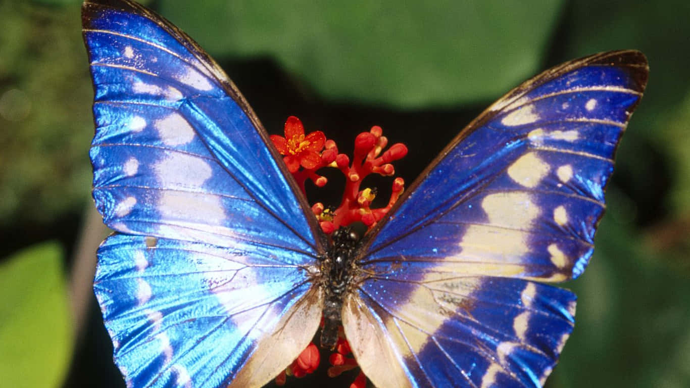 Butterfly Watching 桌布 壁紙 — 一隻帶有白色斑點的鮮豔藍色閃蝶，輕柔地停在一簇鮮紅色的花朵上，背景是柔和的綠色。