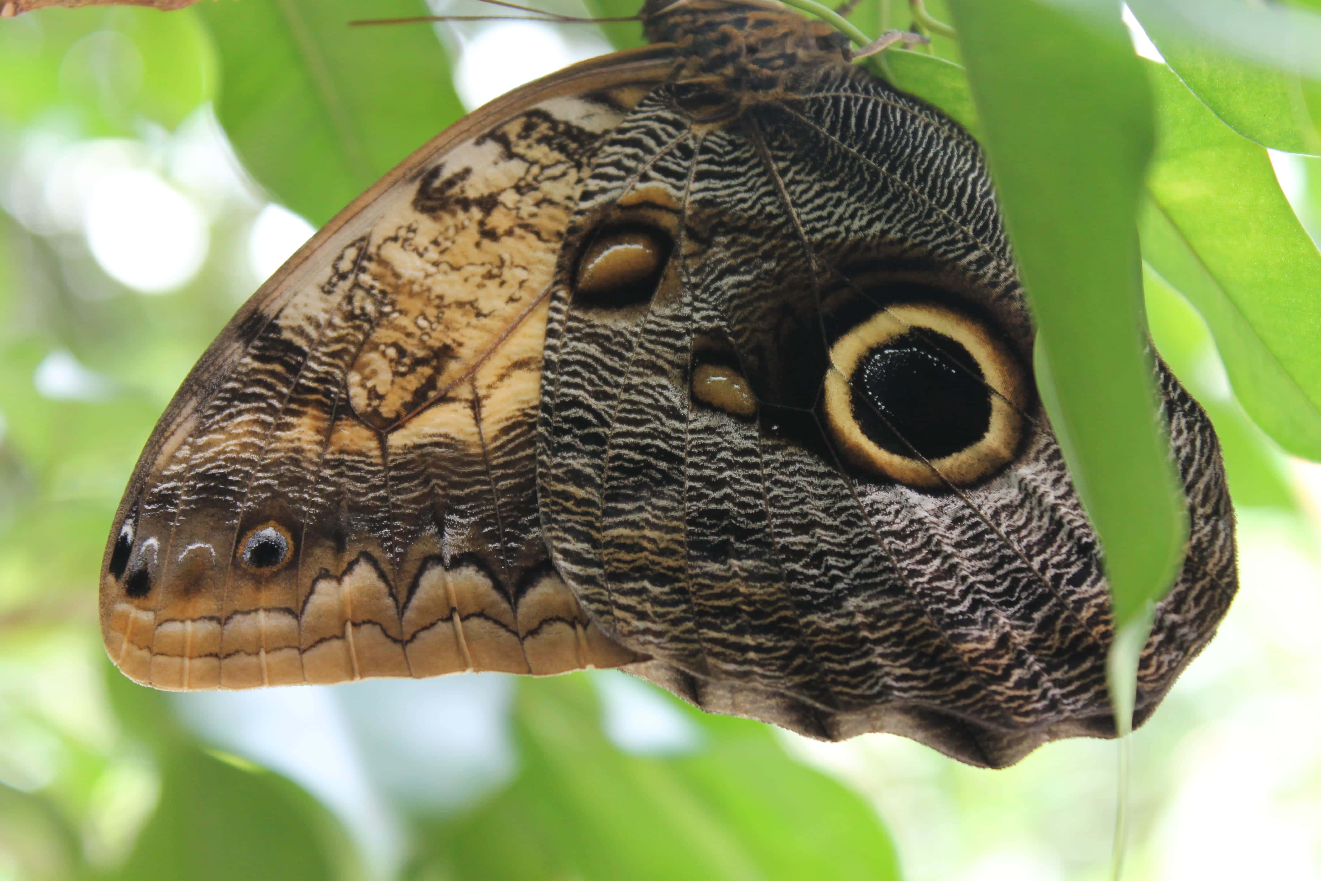 Butterfly Metamorphosis 桌布 壁紙 — 一隻帶有眼狀圖案的大型貓頭鷹蝴蝶在柔和自然光下棲息在綠葉上。