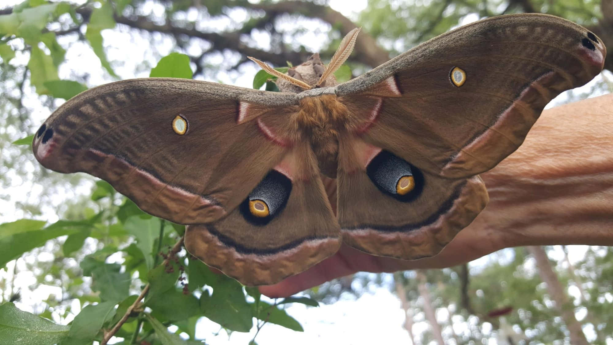 moth 桌布 壁紙 — 一隻帶有眼狀斑點的巨型貓頭鷹蛾輕輕地停在一隻人手上，背景是綠葉和斑駁的陽光。