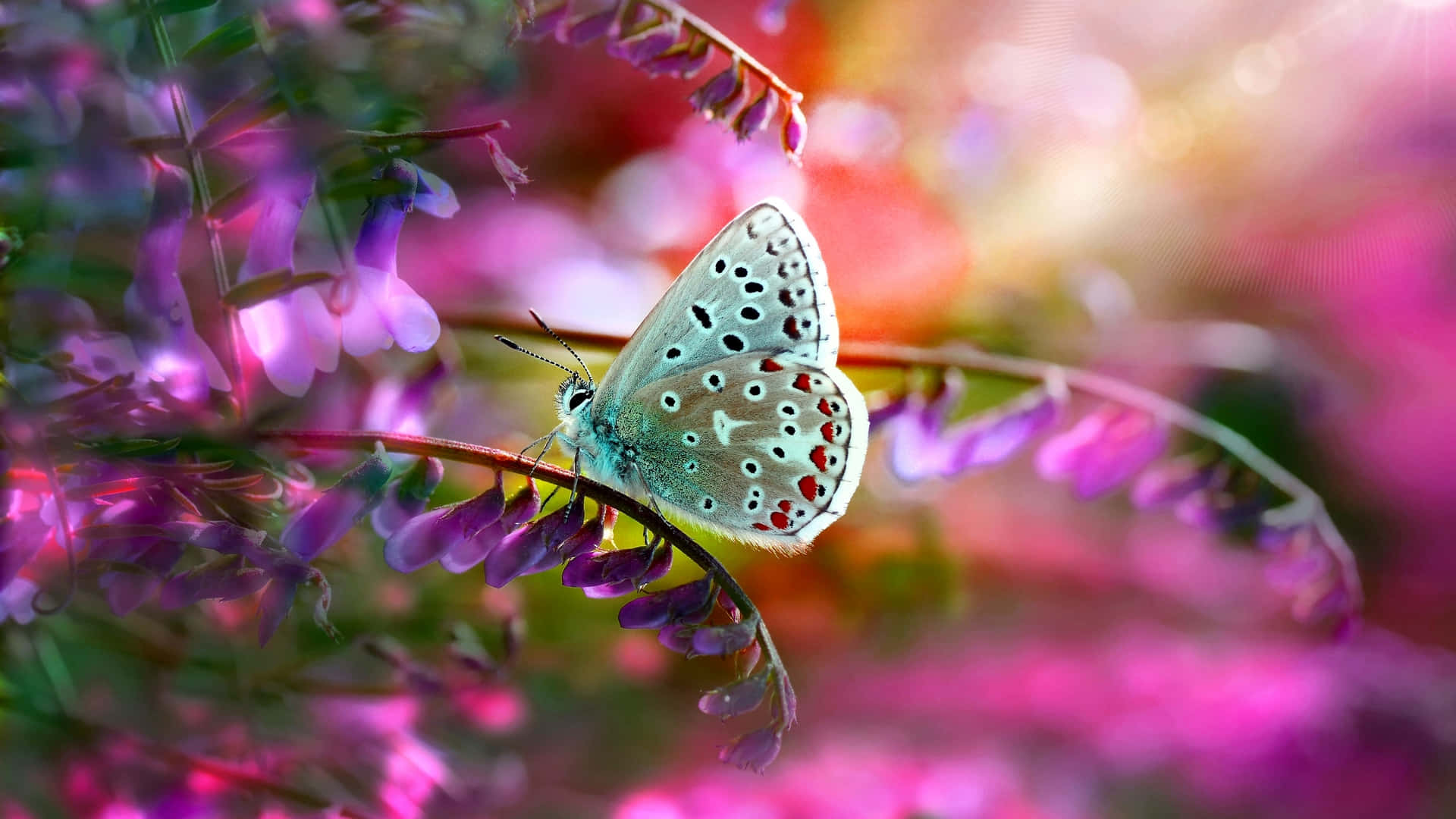 Beautiful Photography 桌布 壁紙 — 一隻帶有紅色斑點的纖細藍色蝴蝶，棲息在紫色花莖上，背景柔和發光。