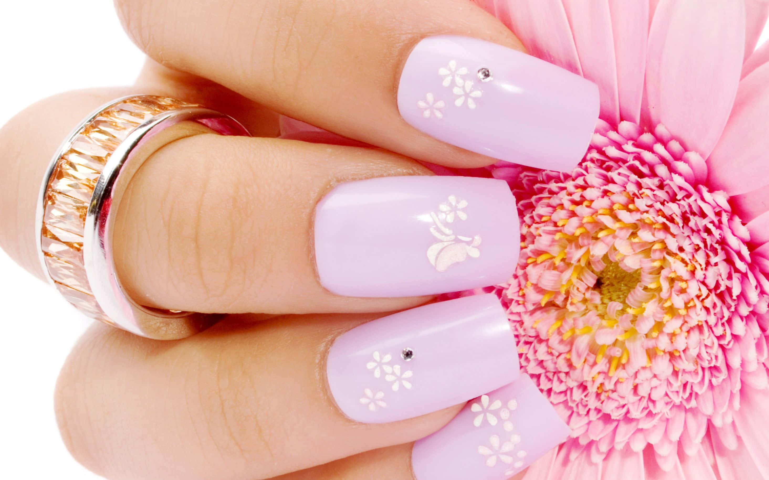 Pink Nail Art 桌布 壁紙 — 一隻帶有薰衣草花卉指甲藝術的手，在潔白背景上輕輕觸碰一朵鮮豔的粉紅色非洲菊雛菊。