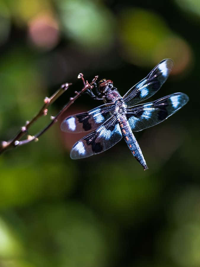 Blue Dragonfly 桌布 壁紙 — 一隻帶有虹彩藍黑翅膀的蜻蜓，棲息在細枝上，背景是柔和的綠色模糊效果，特寫鏡頭。
