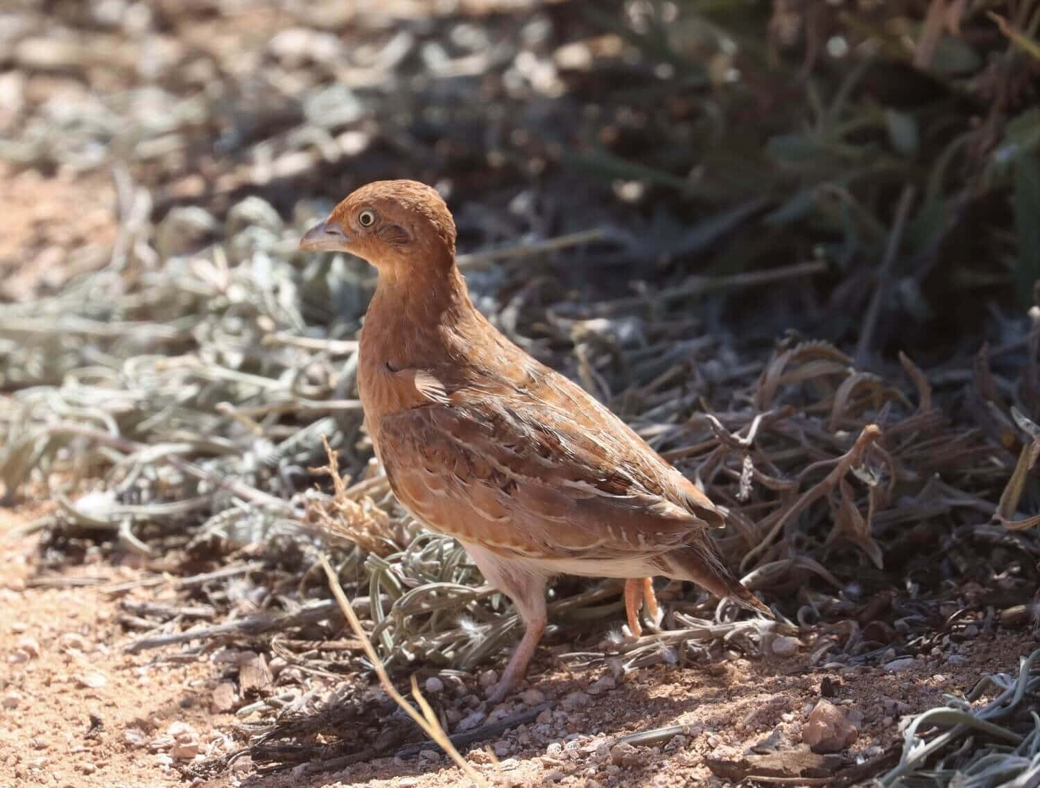 Quail 桌布 壁紙 — 一隻帶有複雜羽毛圖案的小棕色鳥在乾燥的土地上警覺地站立，周圍是稀疏的銀色植被。
