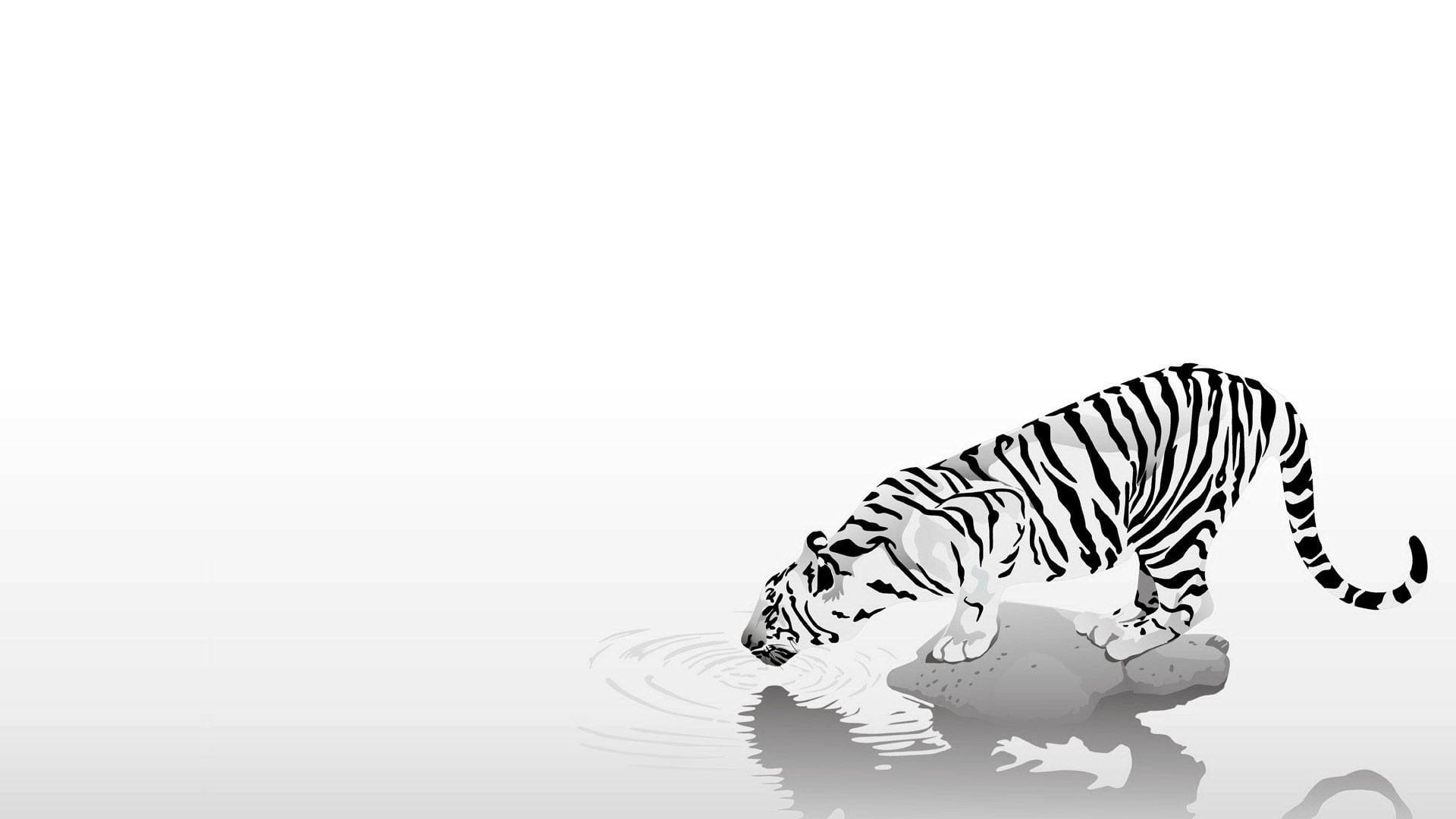 harimau 桌布 壁紙 — 一隻帶有醒目黑色條紋的白虎站在岩石上，從平靜的水面飲水。