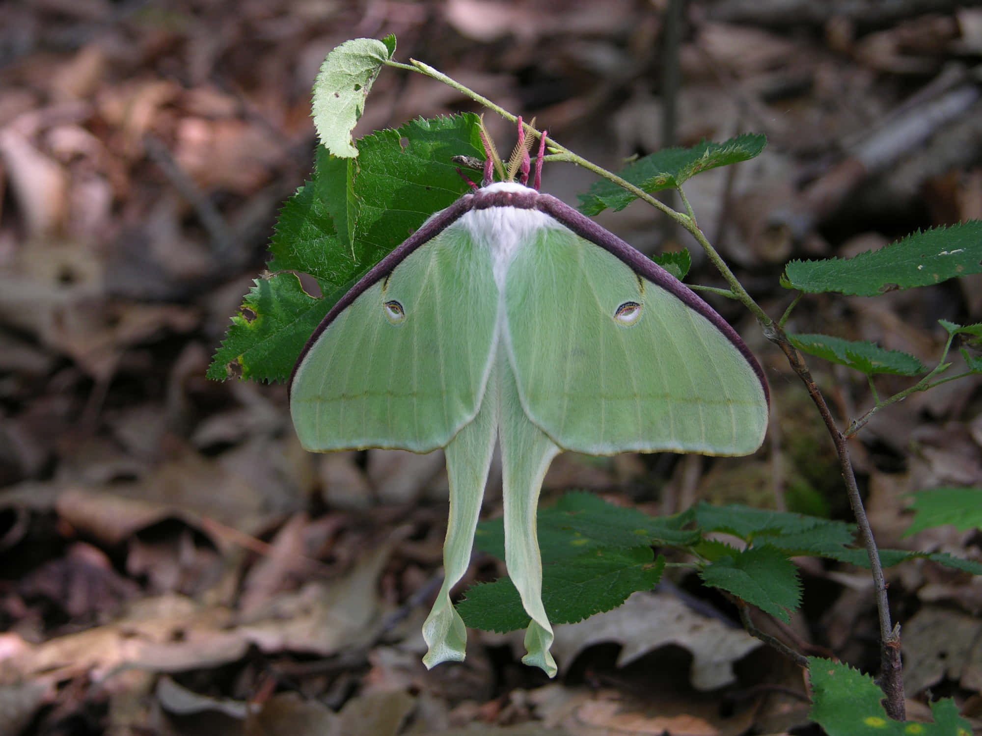 moth 桌布 壁紙 — 一隻帶有長尾和眼斑的大型綠色月蛾棲息在森林地面樹葉中的一片葉子上。