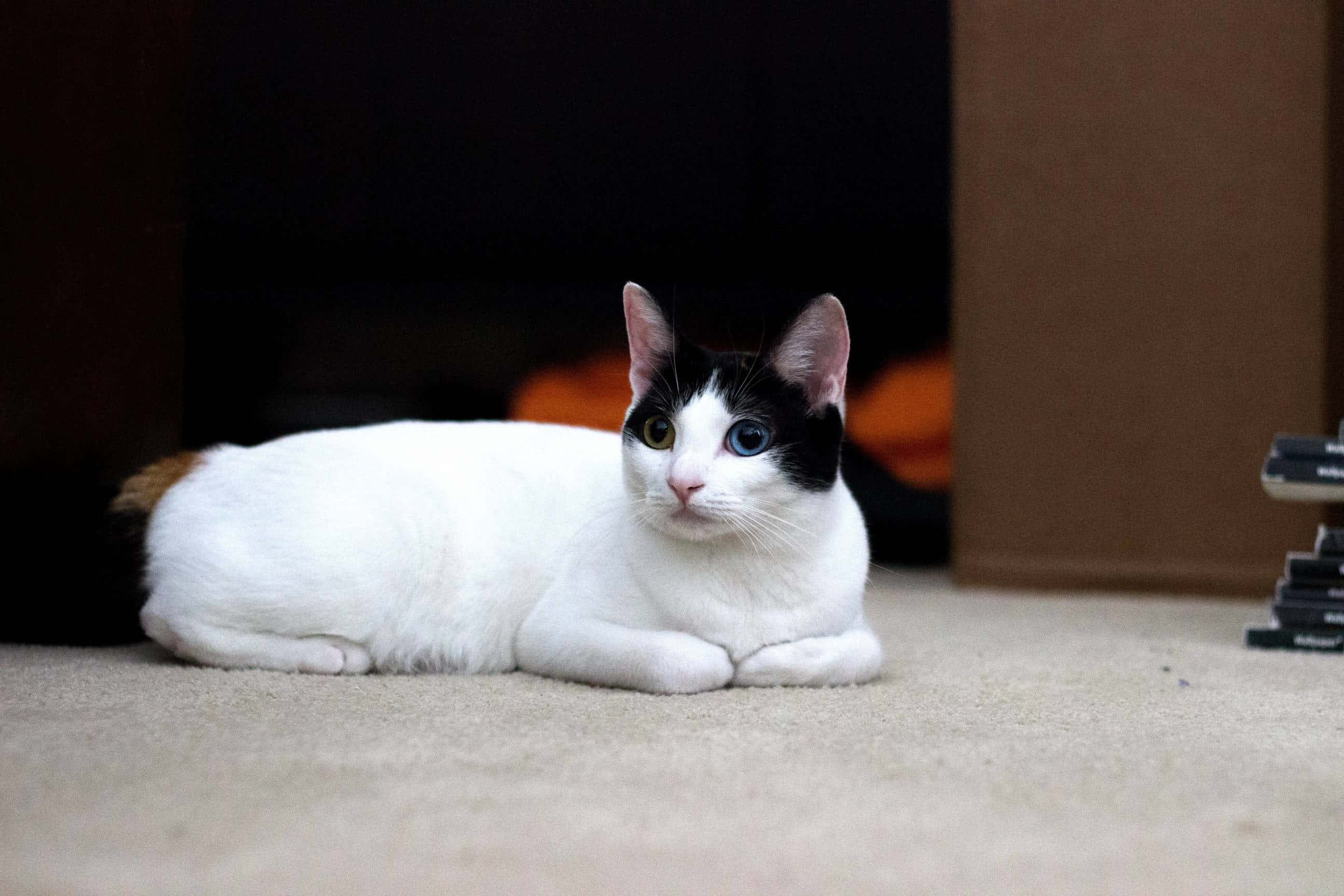 Japanese Bobtail 桌布 壁紙 — 一隻帶有黑色斑紋和異色瞳的白貓在壁爐附近的地毯上閒逛。