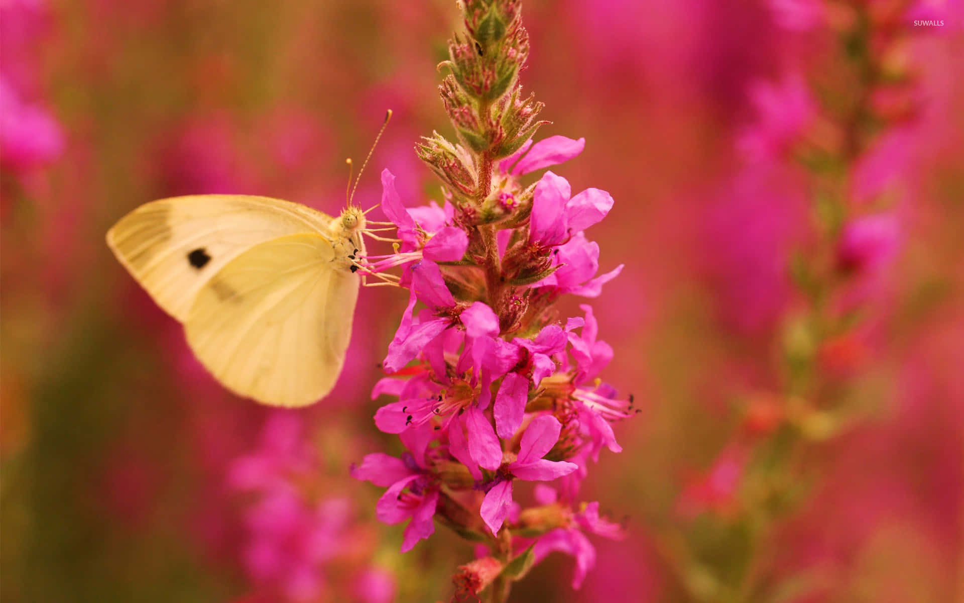 Butterfly Yellow 桌布 壁紙 — 一隻帶有黑色斑點的嬌嫩黃色蝴蝶，棲息在鮮豔的粉紅色花穗上，背景是柔和模糊的花卉。