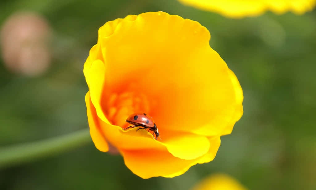 Spring Ladybugs 桌布 壁紙 — 一隻帶有黑色斑點的小紅瓢蟲，輕輕地停在一朵盛開的罌粟花的亮黃色花瓣上。