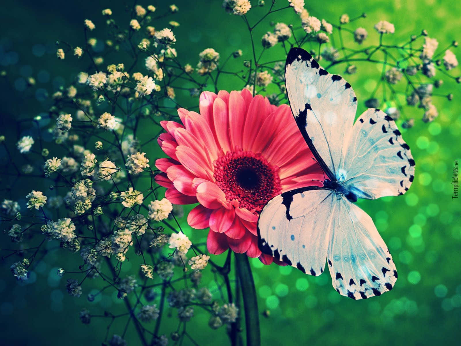 Butterfly Photography 桌布 壁紙 — 一隻帶有黑色斑點的白色蝴蝶停在一朵鮮豔的粉紅色非洲菊雛菊上，周圍環繞著滿天星，背景是茂密的綠色散景。