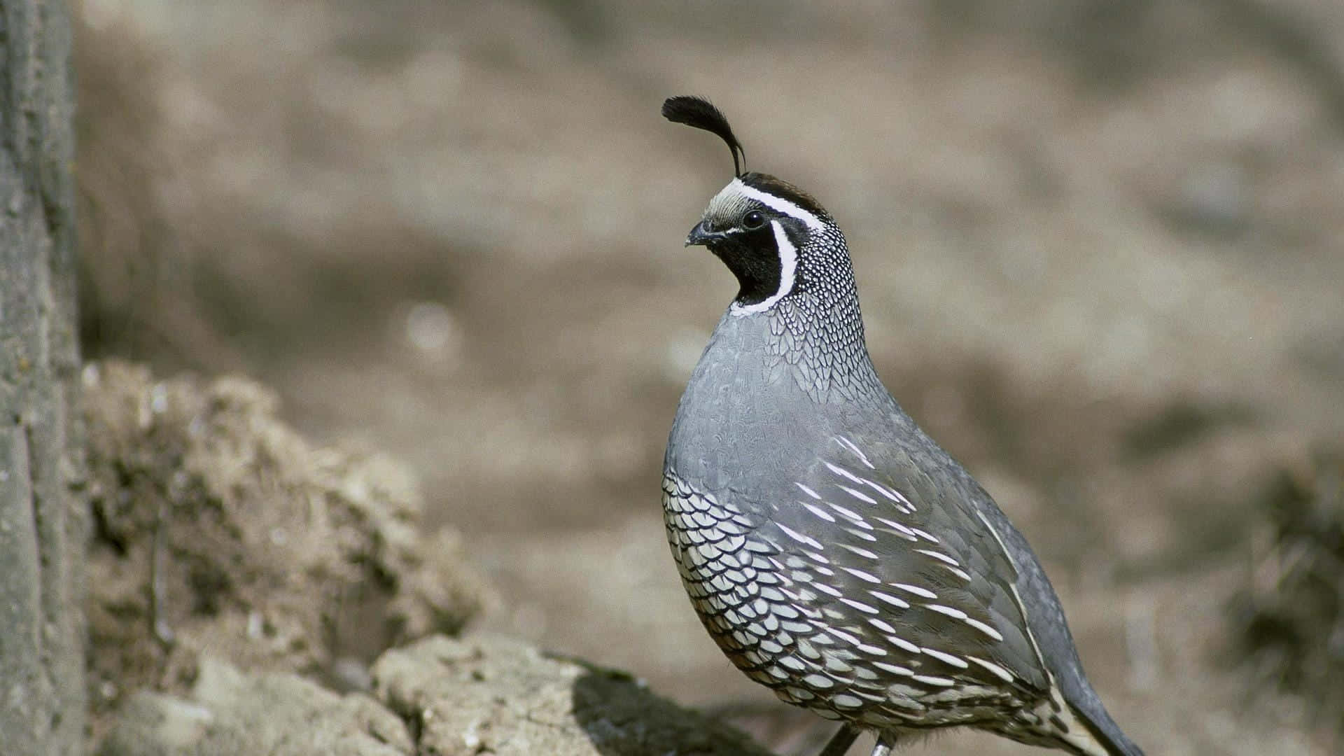 Quail 桌布 壁紙 — 一隻帶有黑色羽毛和斑點灰色羽毛的鵪鶉棲息在岩石地形上的特寫。