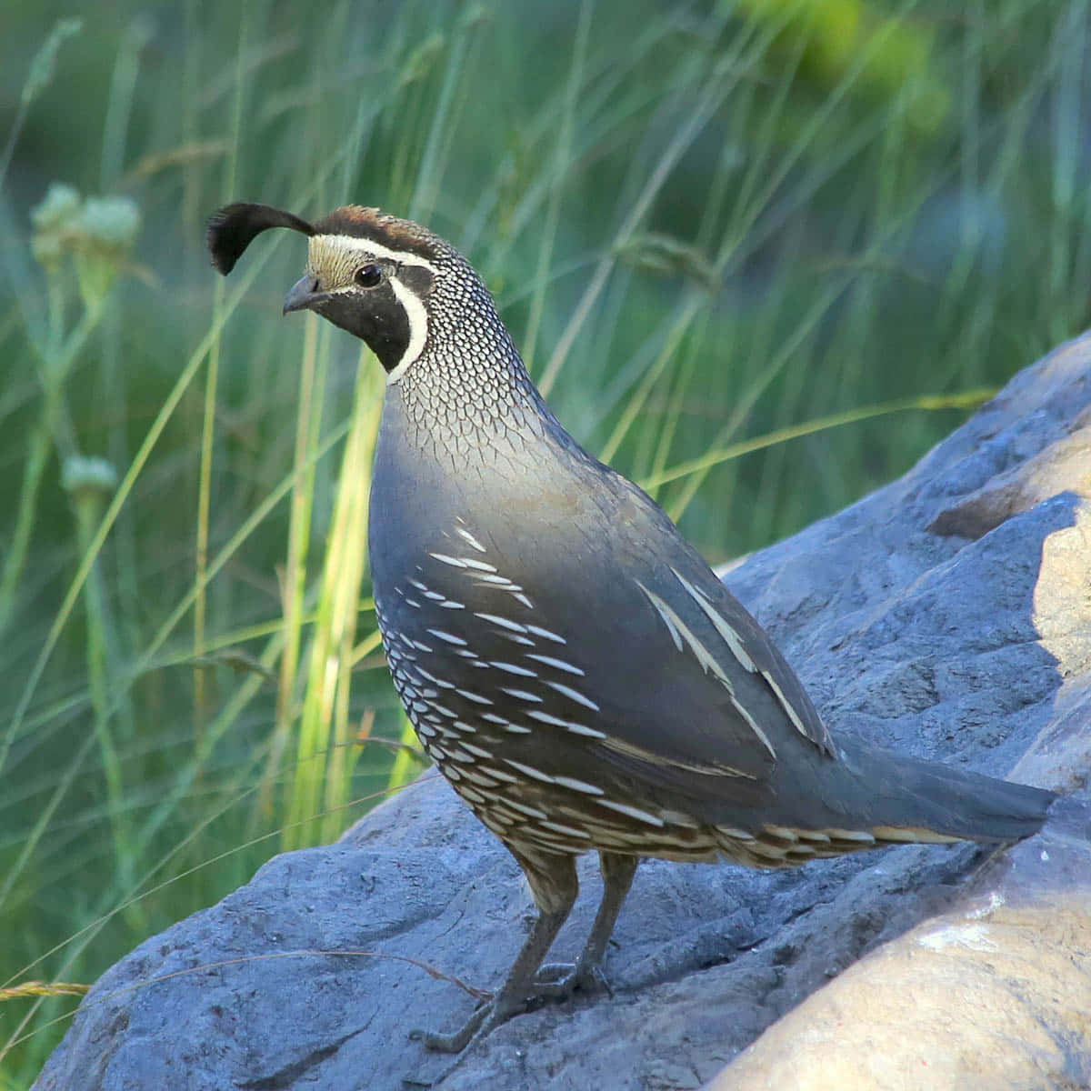 Quail 桌布 壁紙 — 一隻帶有黑色羽毛和斑點羽毛的鵪鶉警覺地棲息在陽光普照的岩石上，四周是高高的綠草。