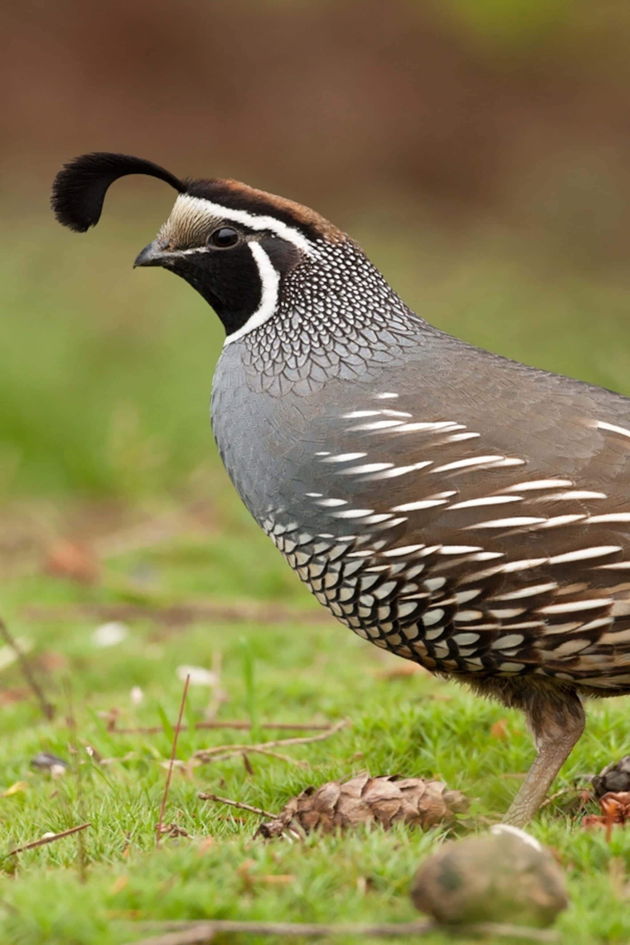 Quail 桌布 壁紙 — 一隻帶有黑色羽毛和斑點羽毛的鵪鶉近距離站在松果附近的綠草上。
