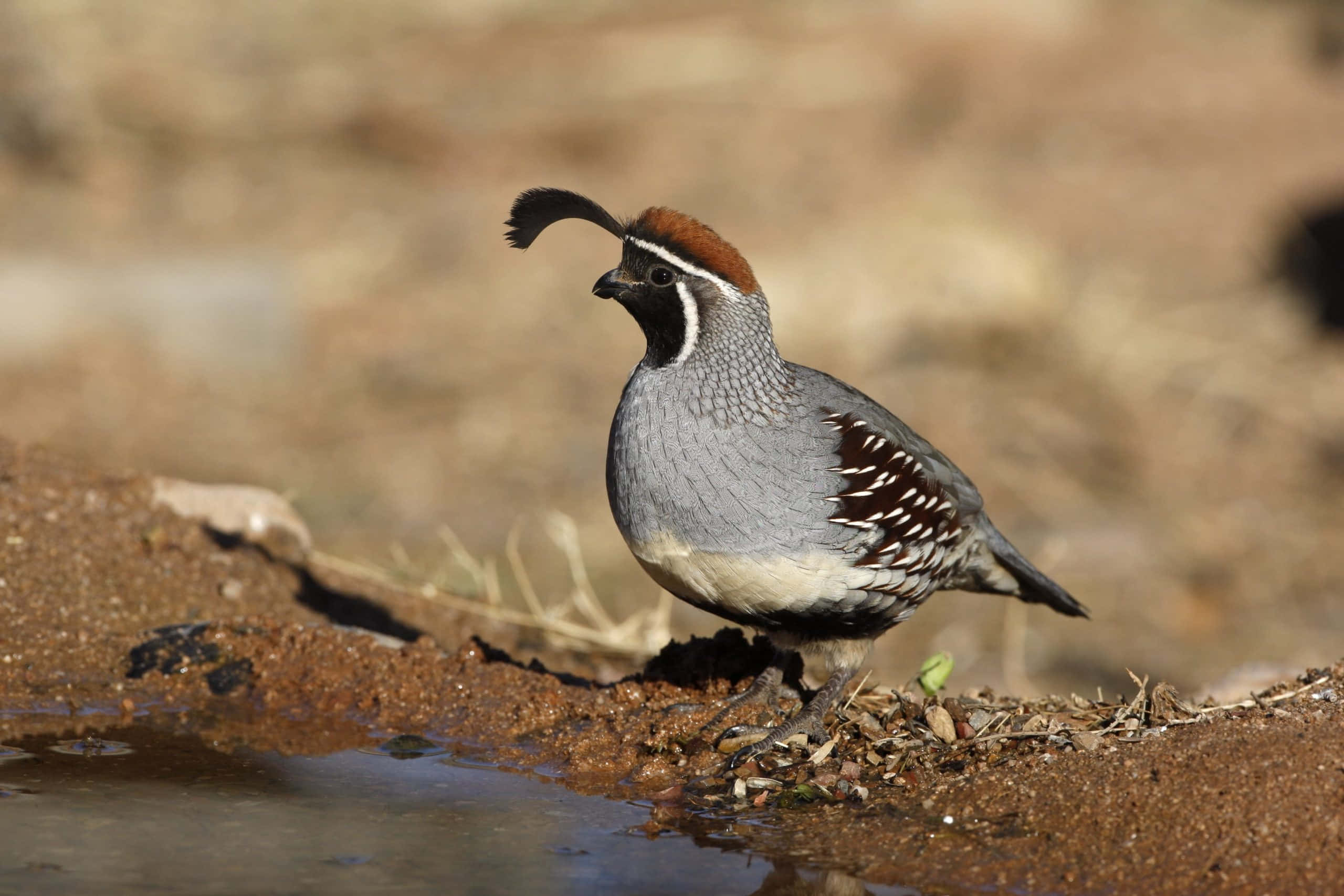 Quail 桌布 壁紙 — 一隻帶有黑色羽毛和鏽色冠的鵪鶉在乾燥泥土的泥濘水邊警覺地站立。