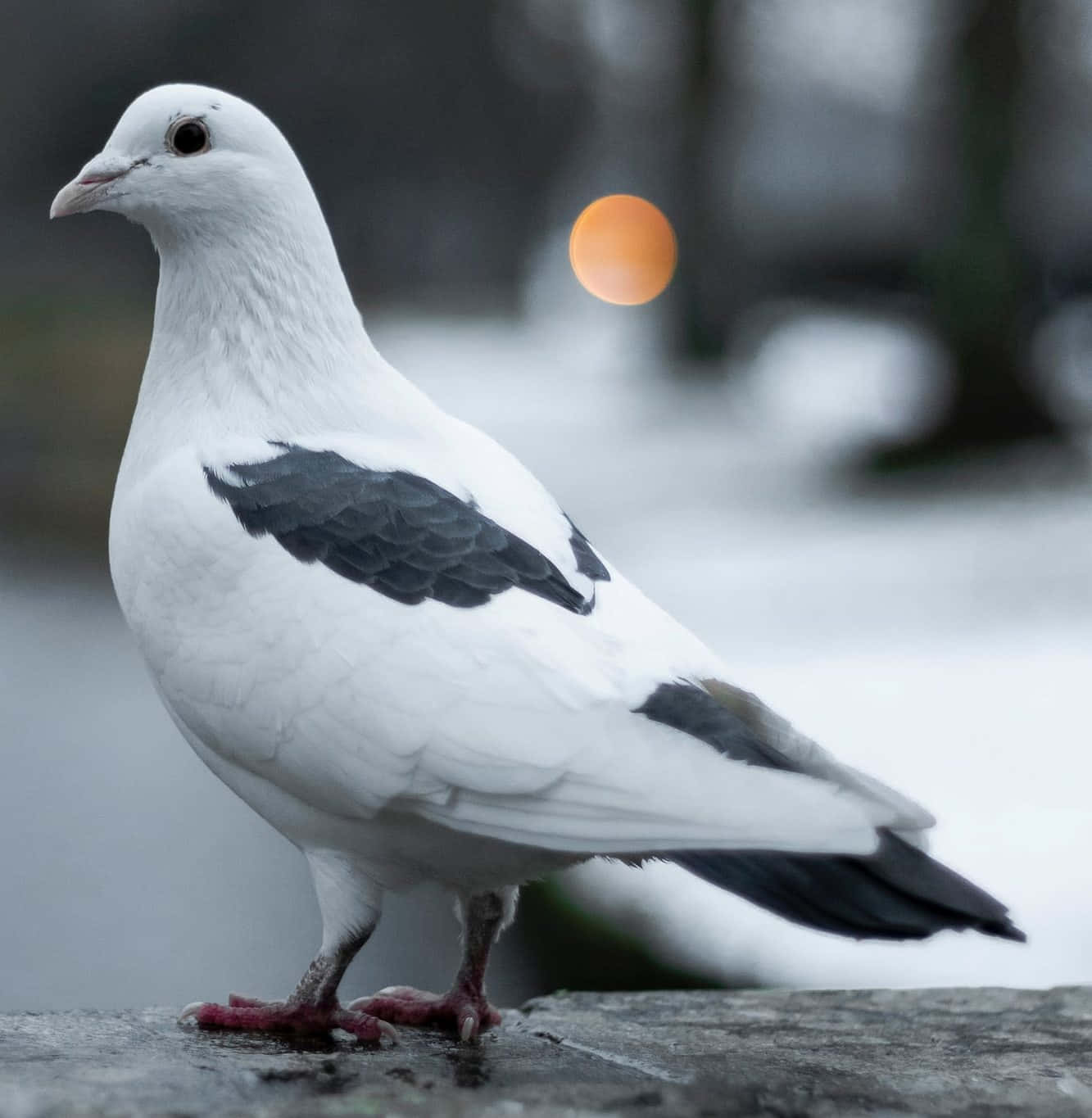 Dove Wings 桌布 壁紙 — 一隻帶有黑色翅膀斑點的白鴿站在石檻上，背景是雪白的冬日景色和溫暖的橙色散景光。