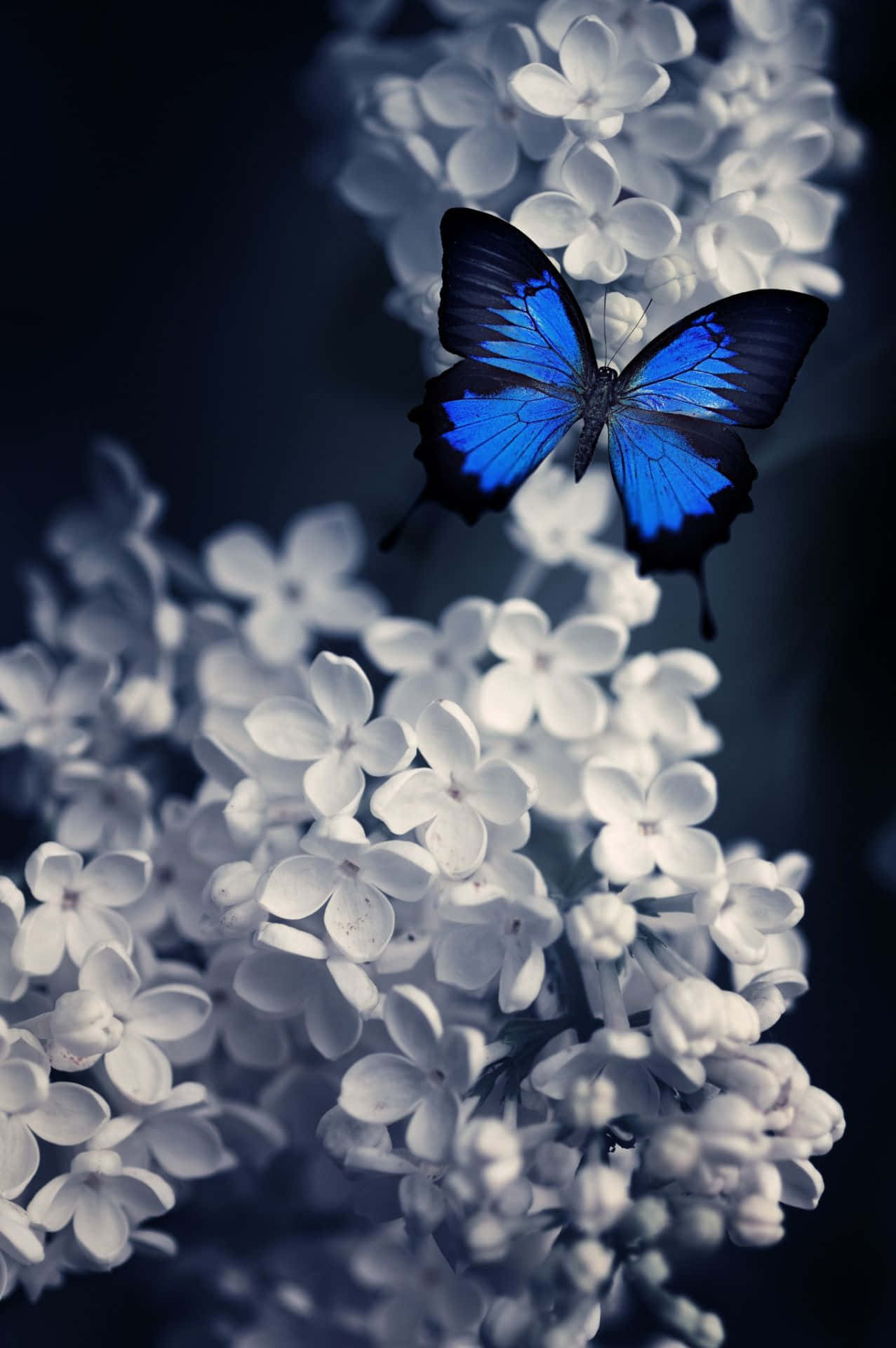 Butterfly Photography 桌布 壁紙 — 一隻帶有黑色邊緣的鮮豔藍色蝴蝶，在深藍色背景下，優雅地停在一簇白色花朵上。