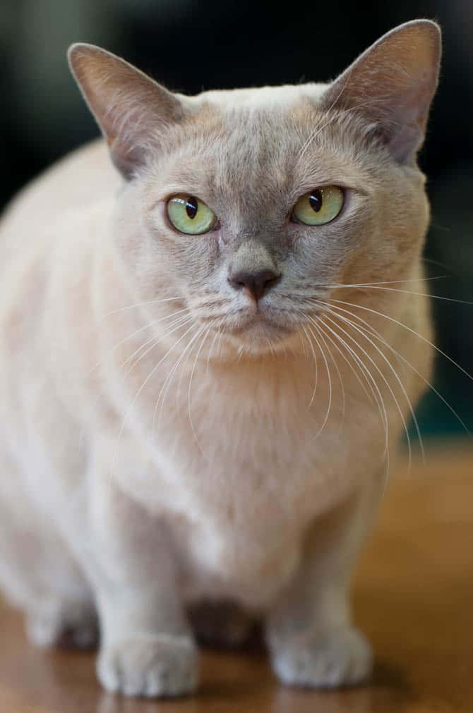 Burmese Cat 桌布 壁紙 — 一隻平靜嘅忌廉色貓咪特寫，有搶眼嘅綠色眼睛，專注咁坐喺木地板上。