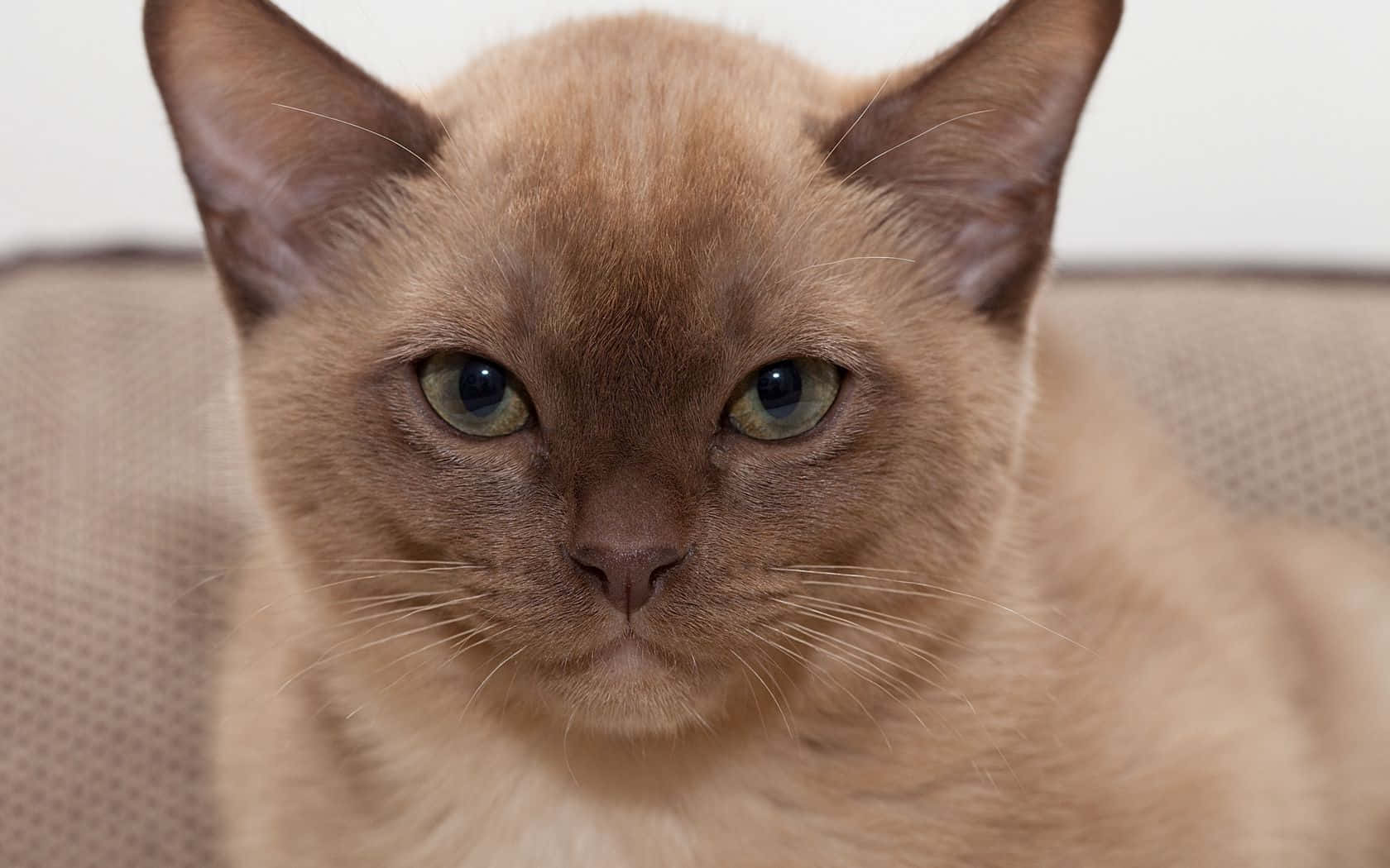 Burmese Cat 桌布 壁紙 — 一隻平靜嘅暹羅貓特寫，佢有對搶眼嘅綠色眼睛，喺米色梳化上直視鏡頭。
