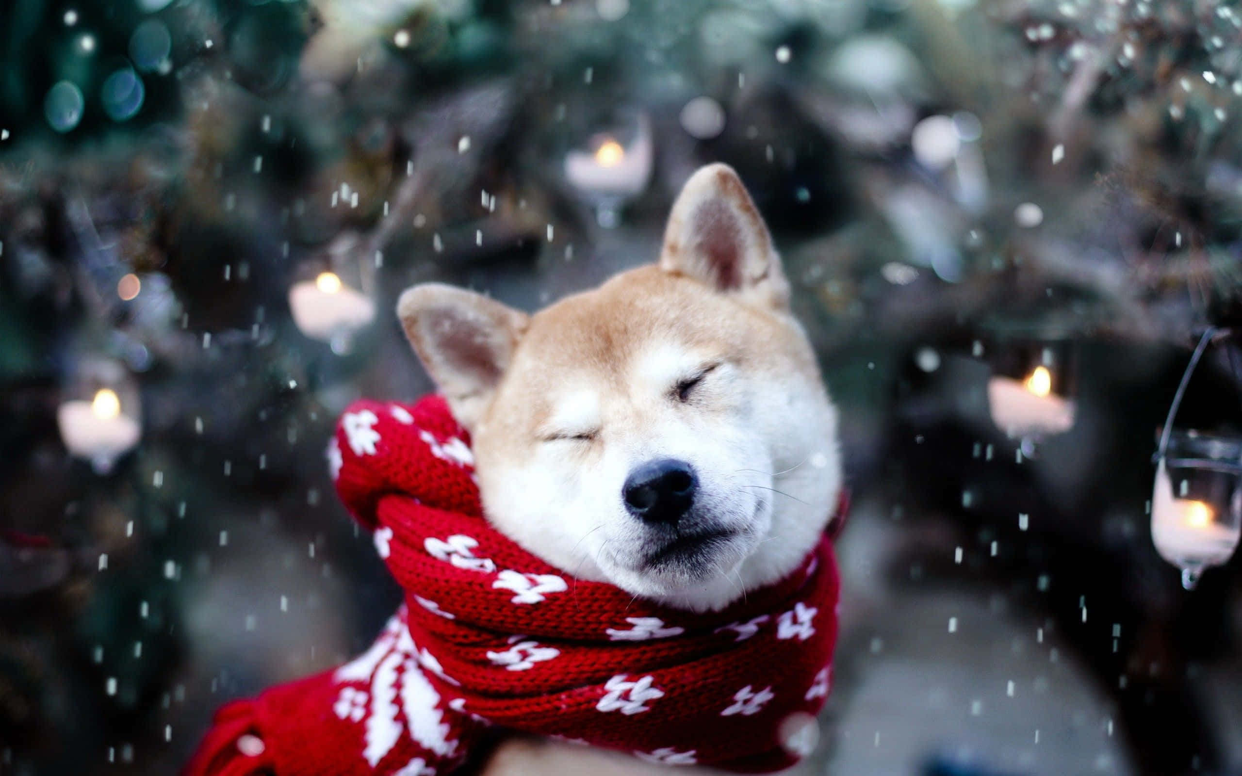 Winter Animal 桌布 壁紙 — 一隻平靜的柴犬裹著紅色雪花圍巾，在雪花輕輕飄落在發光燈籠周圍時安然入睡。