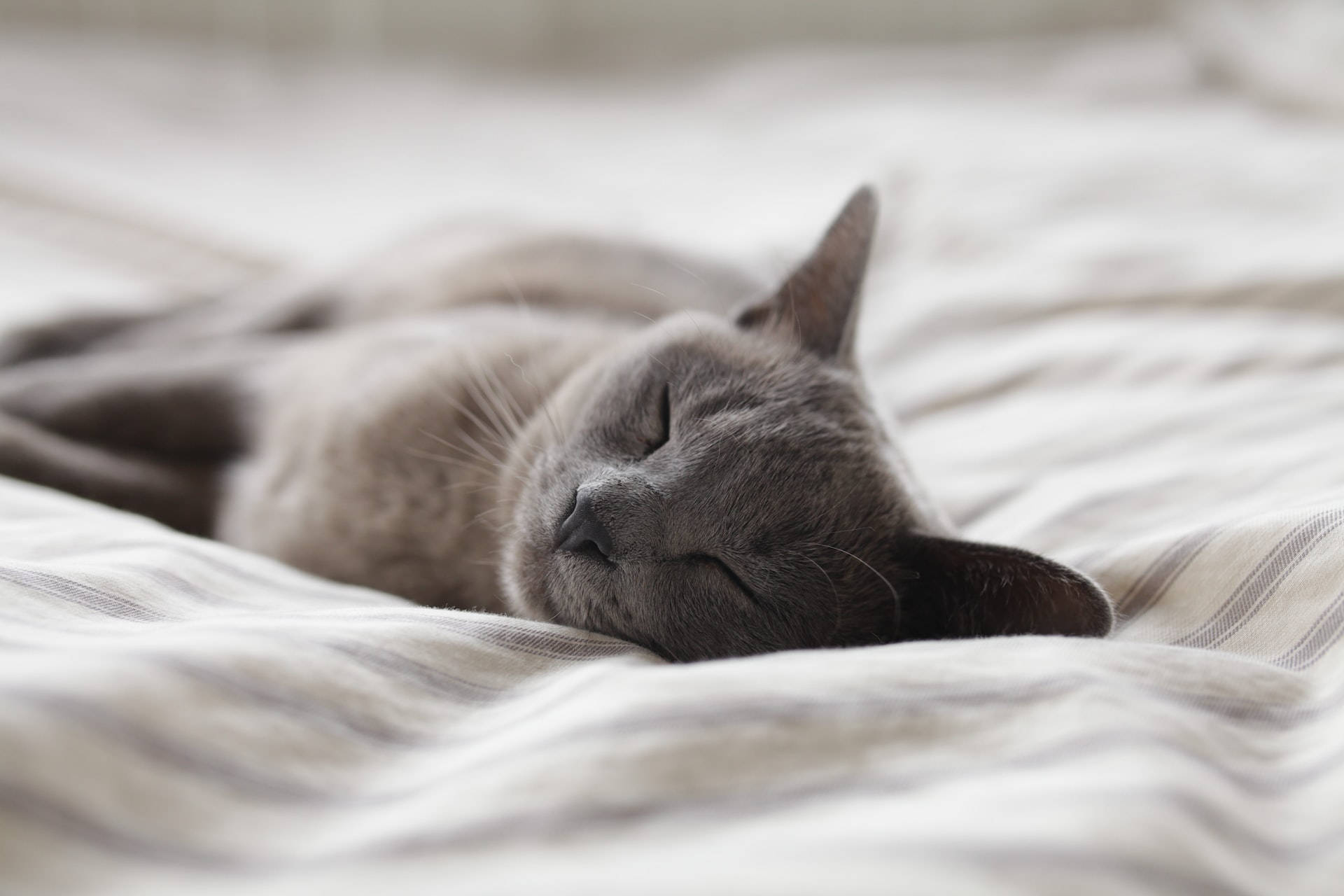 Sleeping 桌布 壁紙 — 一隻平靜的灰色貓咪在柔軟的條紋床單上安詳地睡覺，景深較淺。