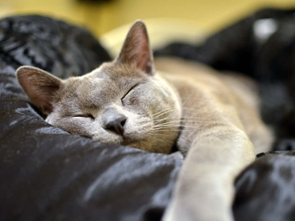 Burmese Cat 桌布 壁紙 — 一隻平靜的灰色貓咪閉著眼睛，在柔軟的黑色靠墊上安睡。