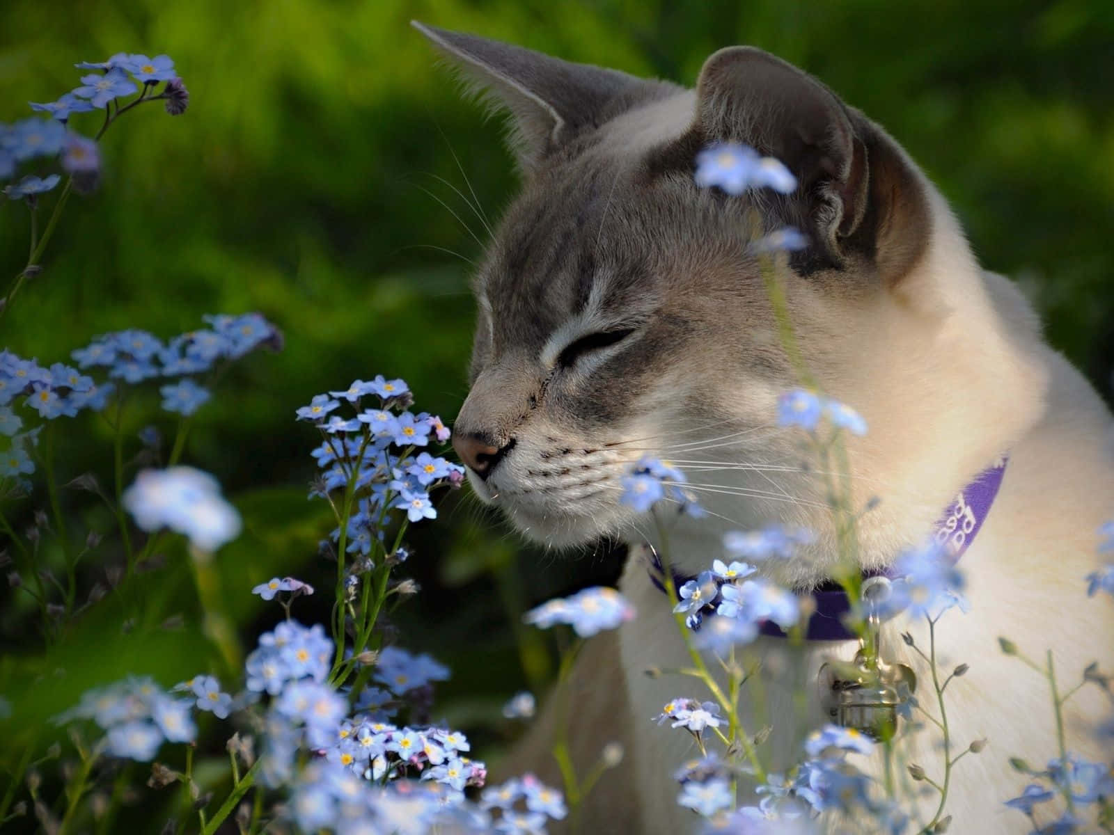 Tonkinese 桌布 壁紙 — 一隻平靜的灰色貓咪閉著眼睛，在陽光明媚的花園裡輕輕嗅著精緻的藍色勿忘我花。
