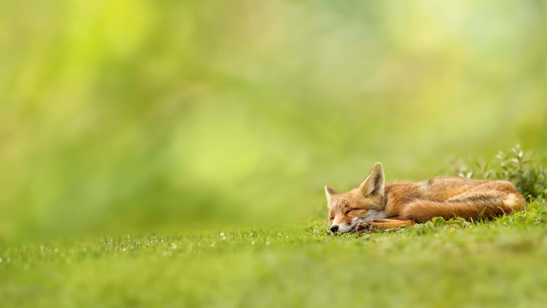 Brown Fox 桌布 壁紙 — 一隻平靜的紅狐在柔和自然光下蜷縮在鮮綠色的草地上睡覺，背景是模糊的森林。