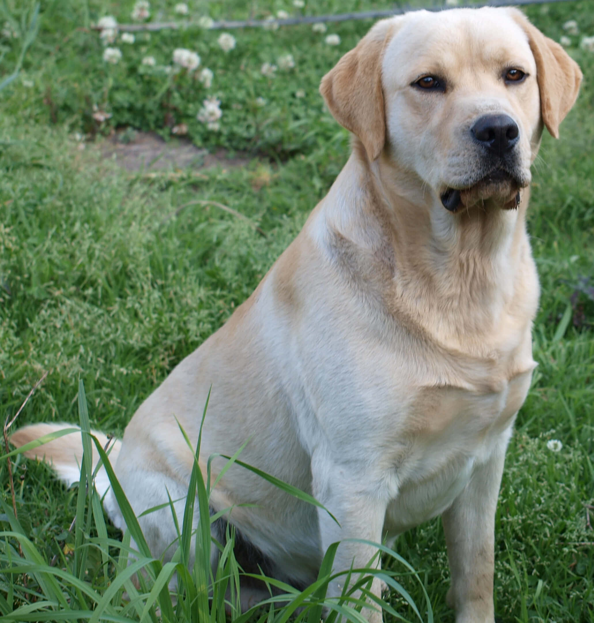 Yellow Labrador 桌布 壁紙 — 一隻平靜的黃色拉布拉多尋回犬專注地坐在點綴著白色花朵的茂密綠草中。