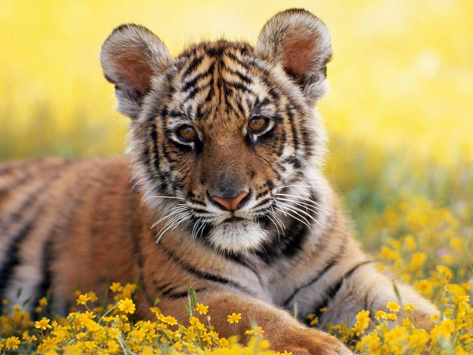 Wild Animals 桌布 壁紙 — 一隻年幼老虎幼崽在鮮豔的黃色野花中休息，背景柔和模糊。