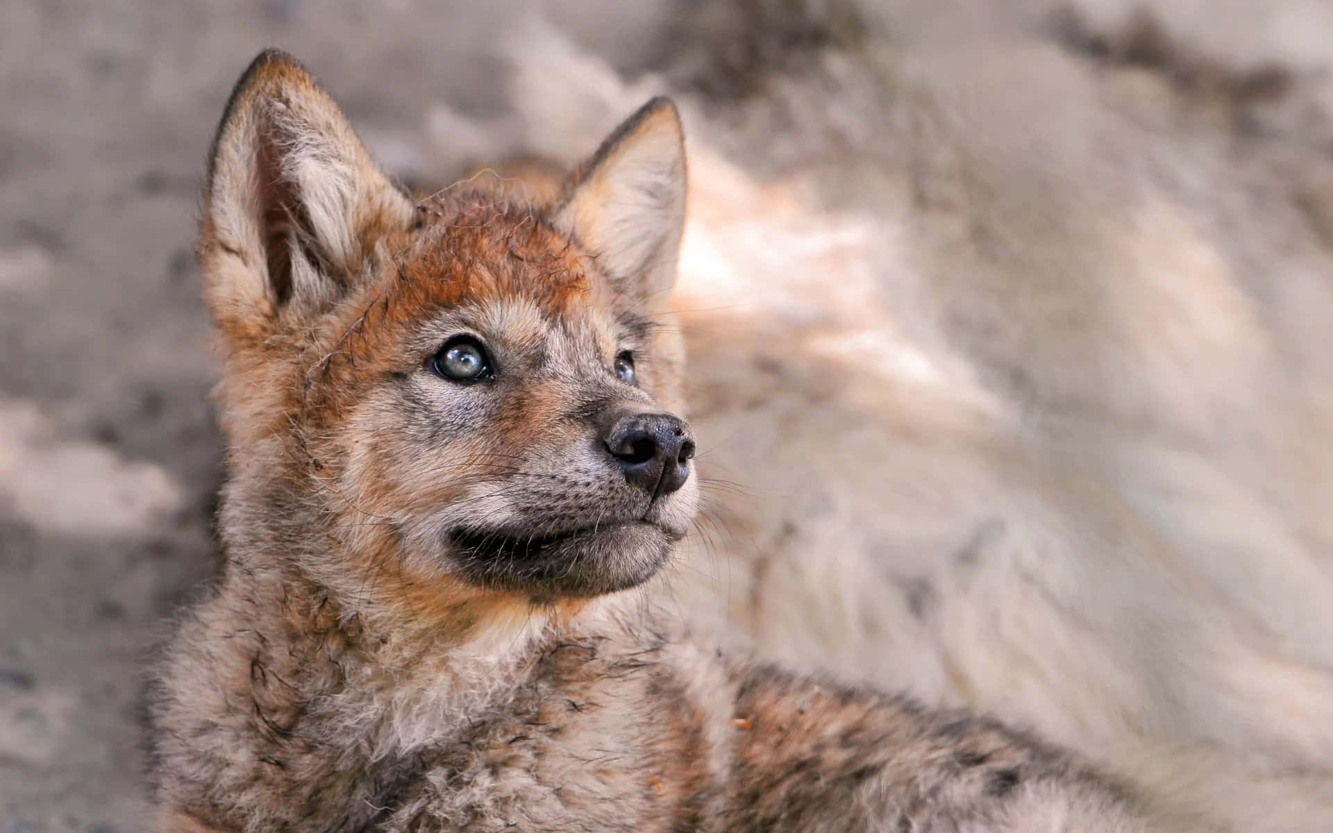 Cute Wolf 桌布 壁紙 — 一隻年輕狐狸幼崽的特寫，擁有引人注目的藍色眼睛和紅棕色毛髮，正專注地凝視。