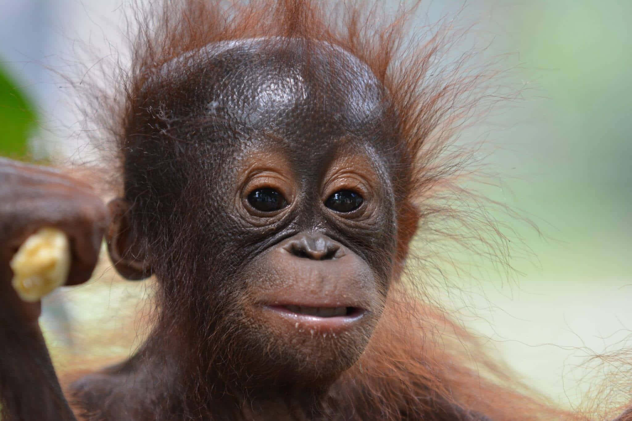 Orangutan 桌布 壁紙 — 一隻年輕猩猩的近距離特寫，擁有富表情的眼睛和紅褐色毛髮，手持一塊水果。