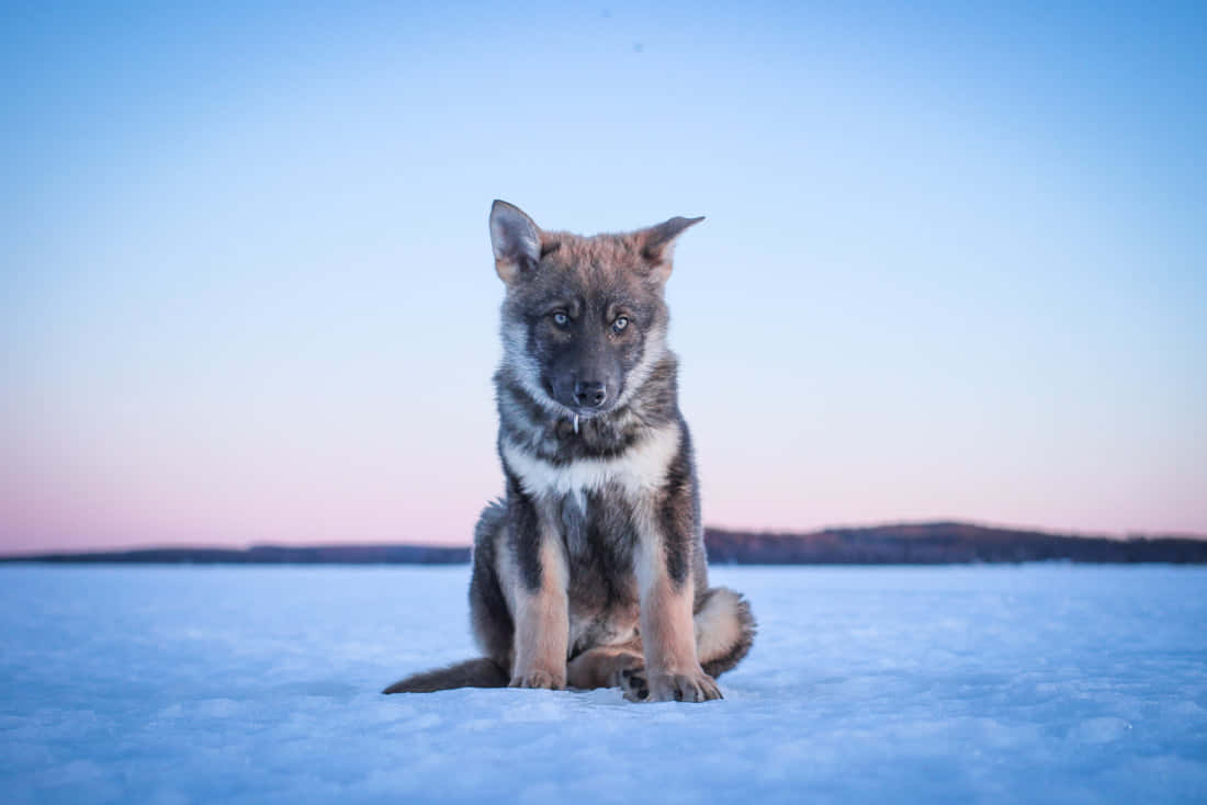 wolfdog 桌布 壁紙 — 一隻年輕的德國牧羊犬幼犬在黃昏時警覺地坐在結冰的湖面上，背後是柔和粉紅與藍色的天空。