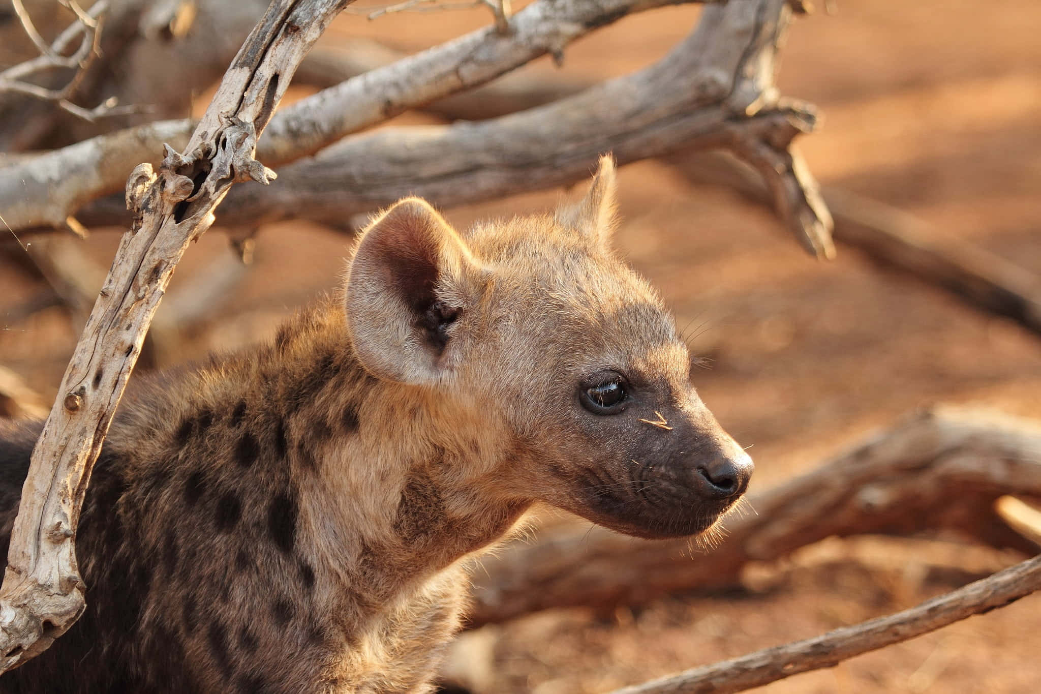 Brown Hyena 桌布 壁紙 — 一隻年輕的斑點鬣狗幼崽在陽光明媚的稀樹草原上，好奇地透過纏繞的乾燥樹枝窺視。