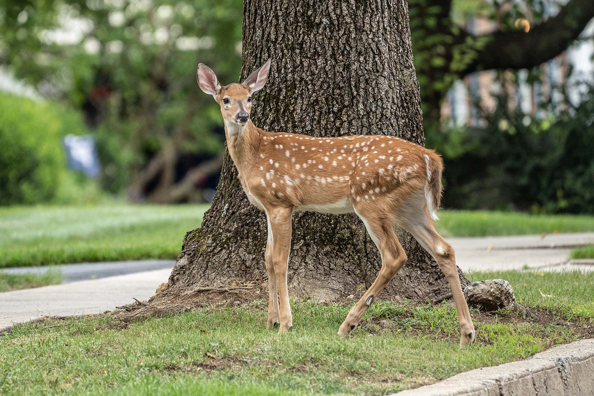 Wildlife Conservation 桌布 壁紙 — 一隻年輕的斑點鹿在柔和的自然光下，警覺地站在草地公園裏一棵大樹幹旁邊。