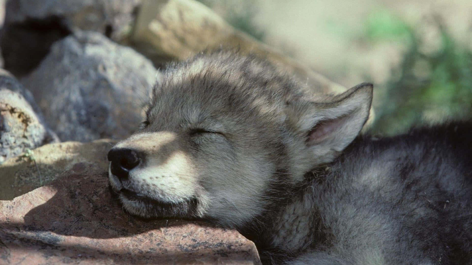 Wolf Pup 桌布 壁紙 — 一隻年輕的狼崽閉著眼睛，頭枕在陽光照耀的石頭上，周圍是模糊的石頭和綠植，安詳地睡著。