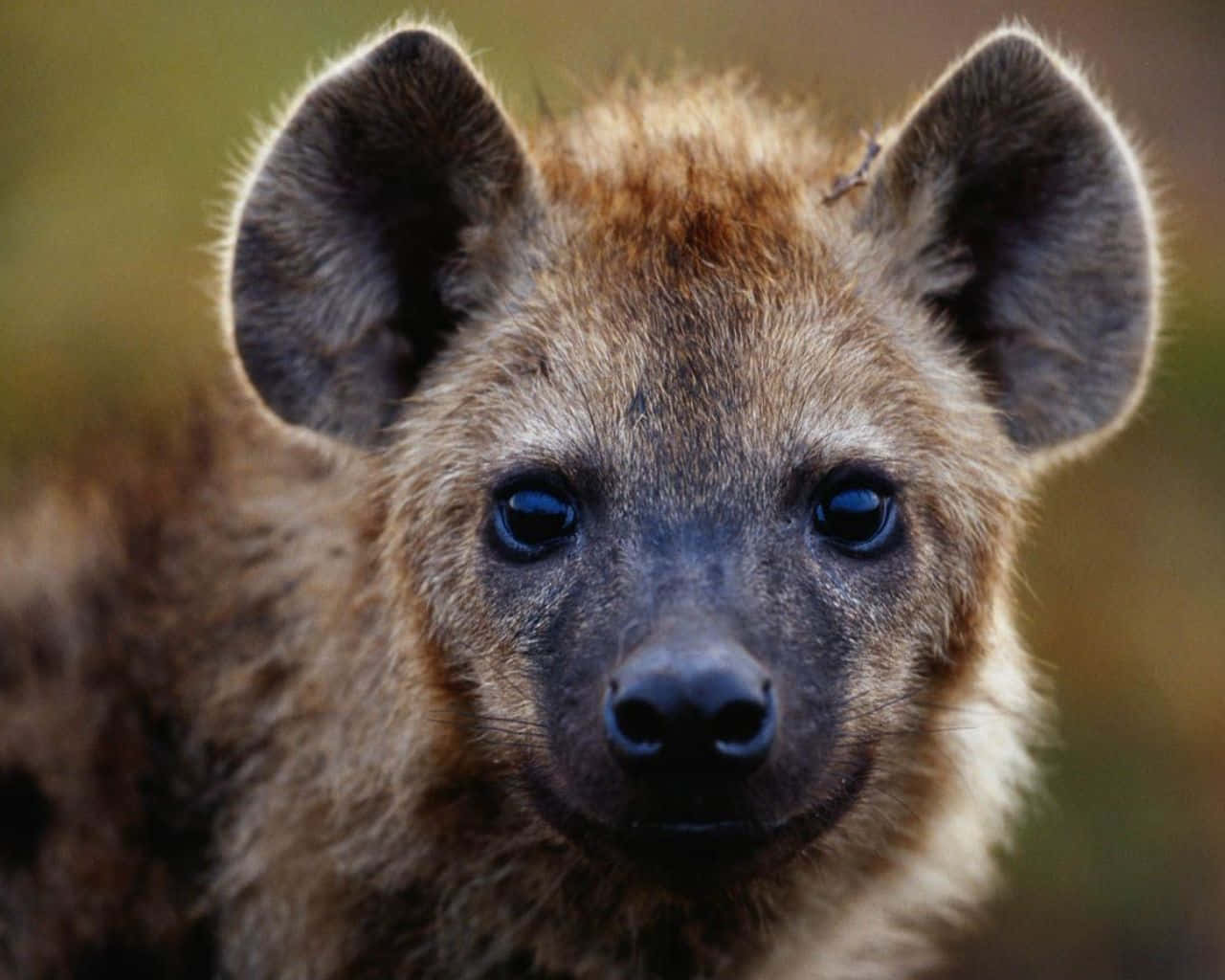 Brown Hyena 桌布 壁紙 — 一隻年輕鬣狗的特寫，有大耳朵和深色眼睛，在模糊的自然背景下專注地凝視著相機。