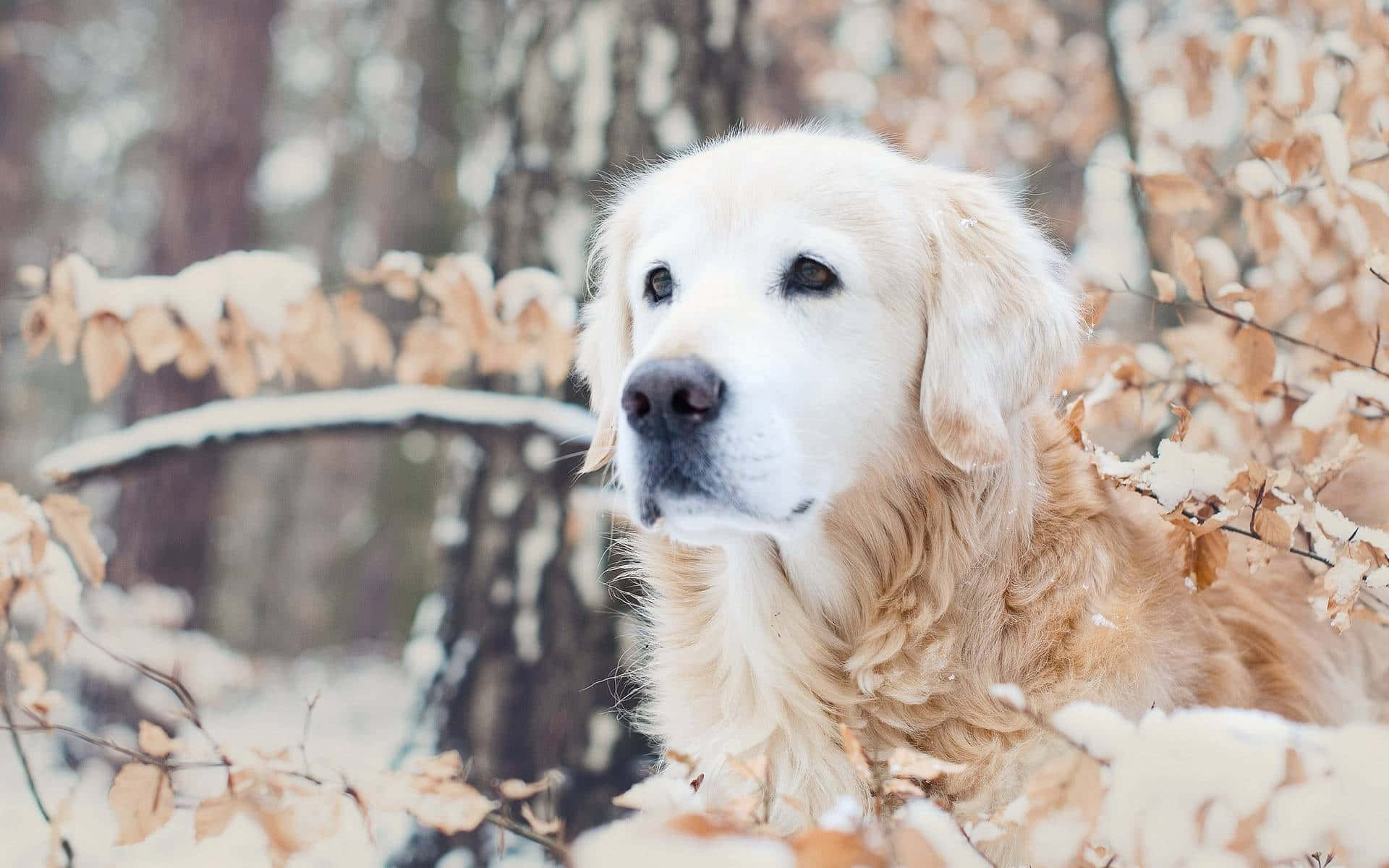 一隻幼犬擁抱冬季的寒冷。 壁紙 — 一隻毛茸茸的金毛尋回犬在寧靜的森林中，於灑滿雪花的秋枝間平靜地凝視。