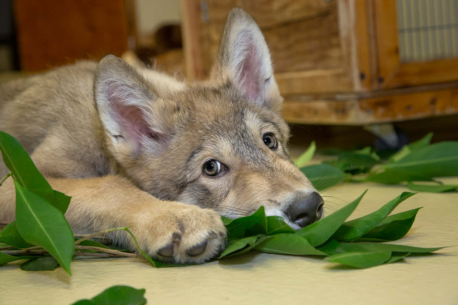 Wolf Pup 桌布 壁紙 — 一隻幼狼在室內將頭靠在綠葉上，背景是柔和模糊的木質。