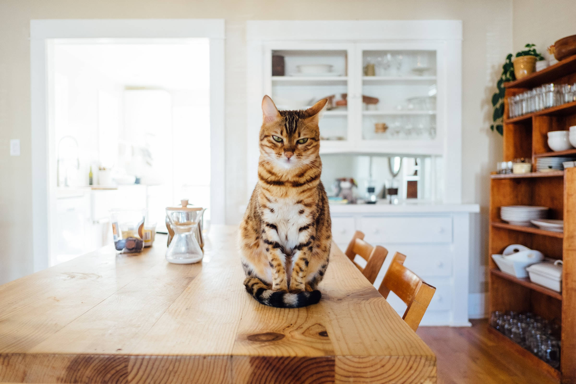 Cute Cat Aesthetic 桌布 壁紙 — 一隻引人注目的孟加拉貓，帶有金色玫瑰花紋，威嚴地坐在明亮陽光廚房裏的質樸木餐桌上。
