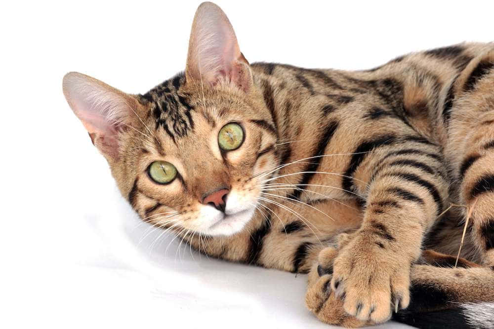 Toyger 桌布 壁紙 — 一隻引人注目的孟加拉貓，擁有金色的眼睛和斑點皮毛，優雅地躺在純白色背景上。
