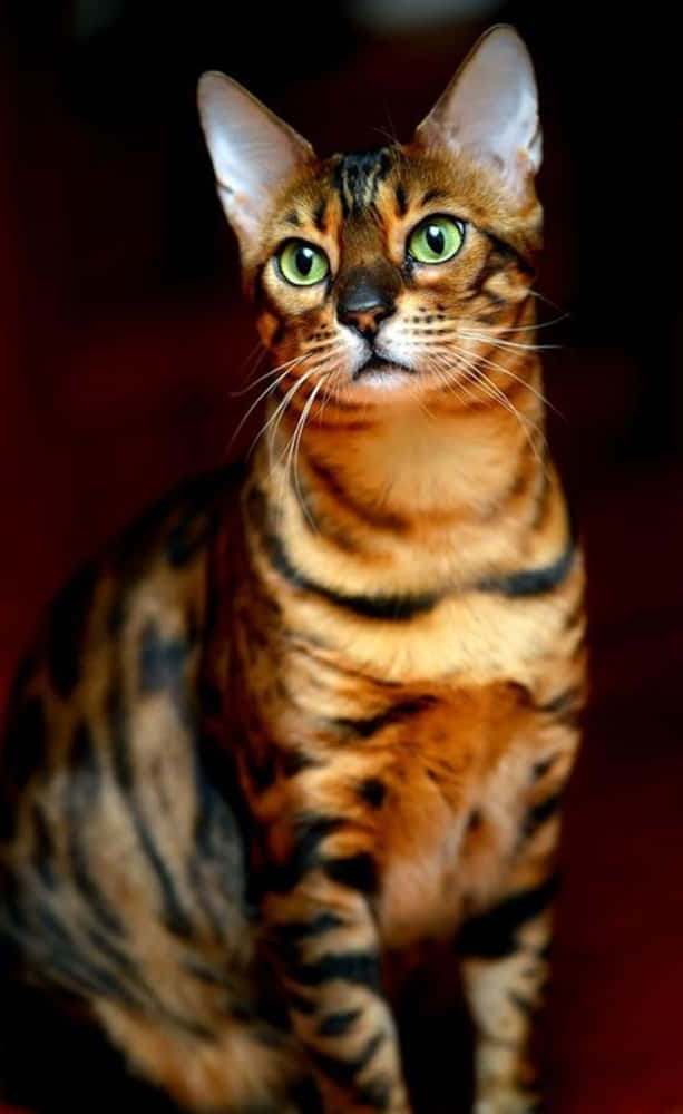 Toyger 桌布 壁紙 — 一隻引人注目的孟加拉貓，擁有金色毛皮和醒目的黑色斑點，在深紅色背景下專注地凝視。