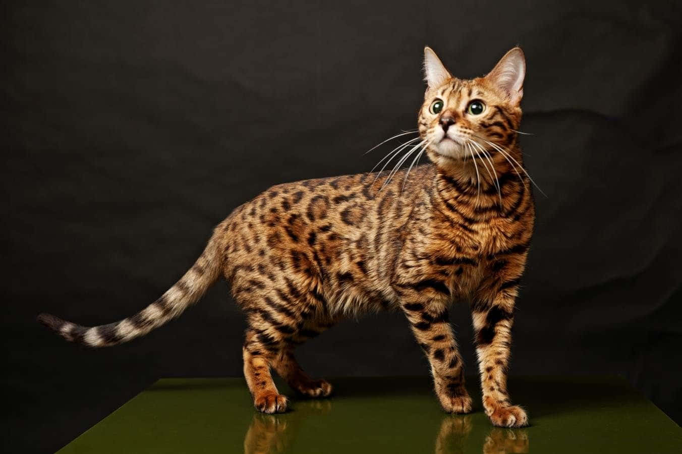 Cat Desktop 桌布 壁紙 — 一隻引人注目的孟加拉貓，擁有金色皮毛和深色玫瑰斑紋，警覺地站在反射的綠色表面上，背景為黑色。