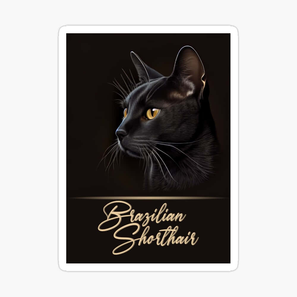 Brazilian Shorthair 桌布 壁紙 — 一隻引人注目的巴西短毛貓，擁有閃爍的琥珀色眼睛和光滑的黑色毛髮，在深色背景下拍攝出戲劇性的肖像。