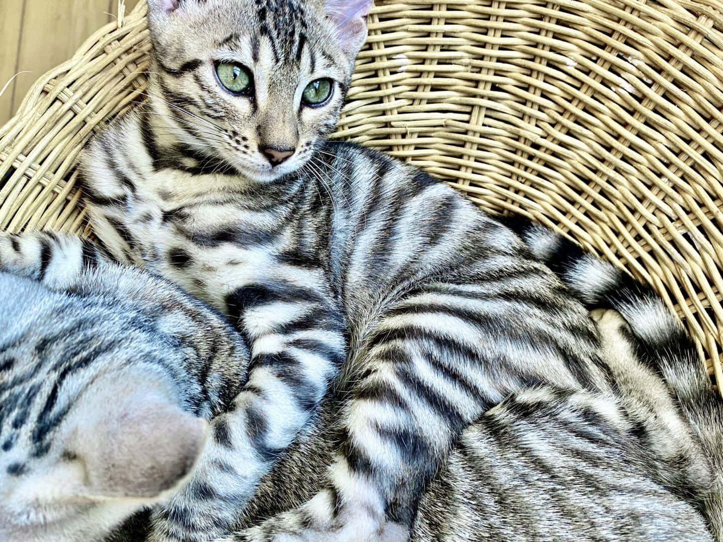 Toyger 桌布 壁紙 — 一隻引人注目的斑點貓，有著綠色眼睛，舒適地躺在編織柳條籃中。