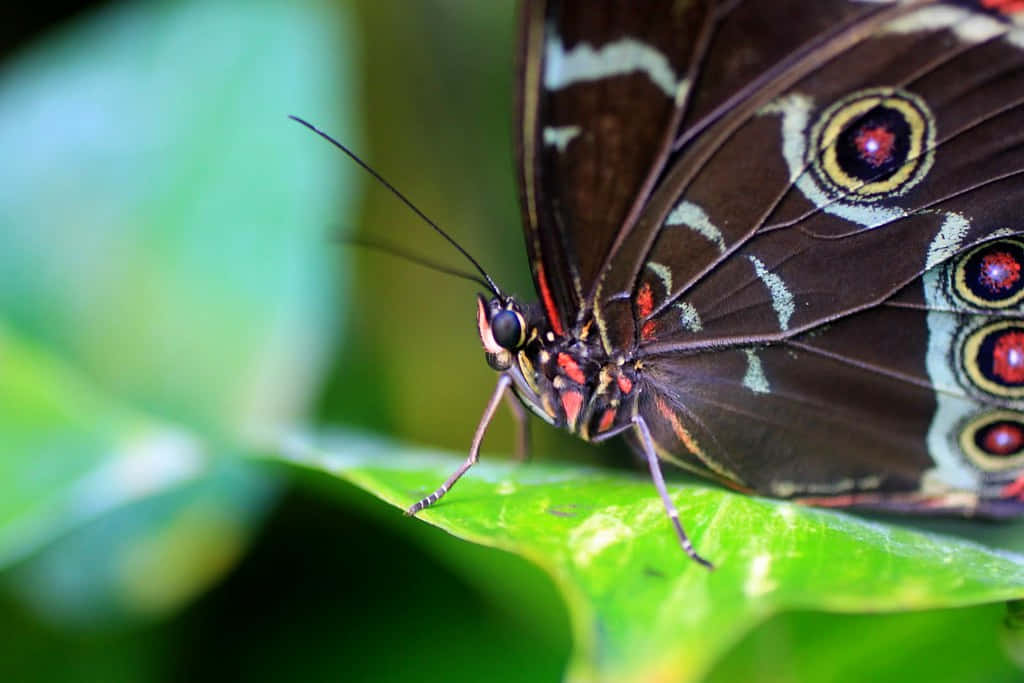 Butterfly Watching 桌布 壁紙 — 一隻引人注目的棕色蝴蝶，帶有紅色眼斑，棲息在充滿活力的綠葉上的特寫。